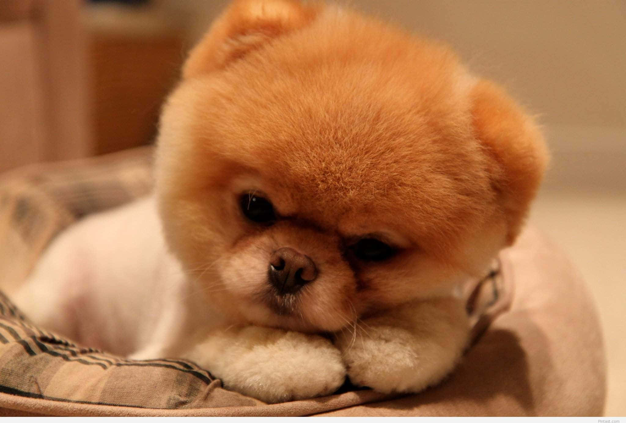 Fluffy Puppy 桌布 壁紙 — 一隻毛茸茸的橙色和白色博美犬幼犬在舒適的圖案床上，用柔和的溫暖燈光將頭靠在爪子上休息。