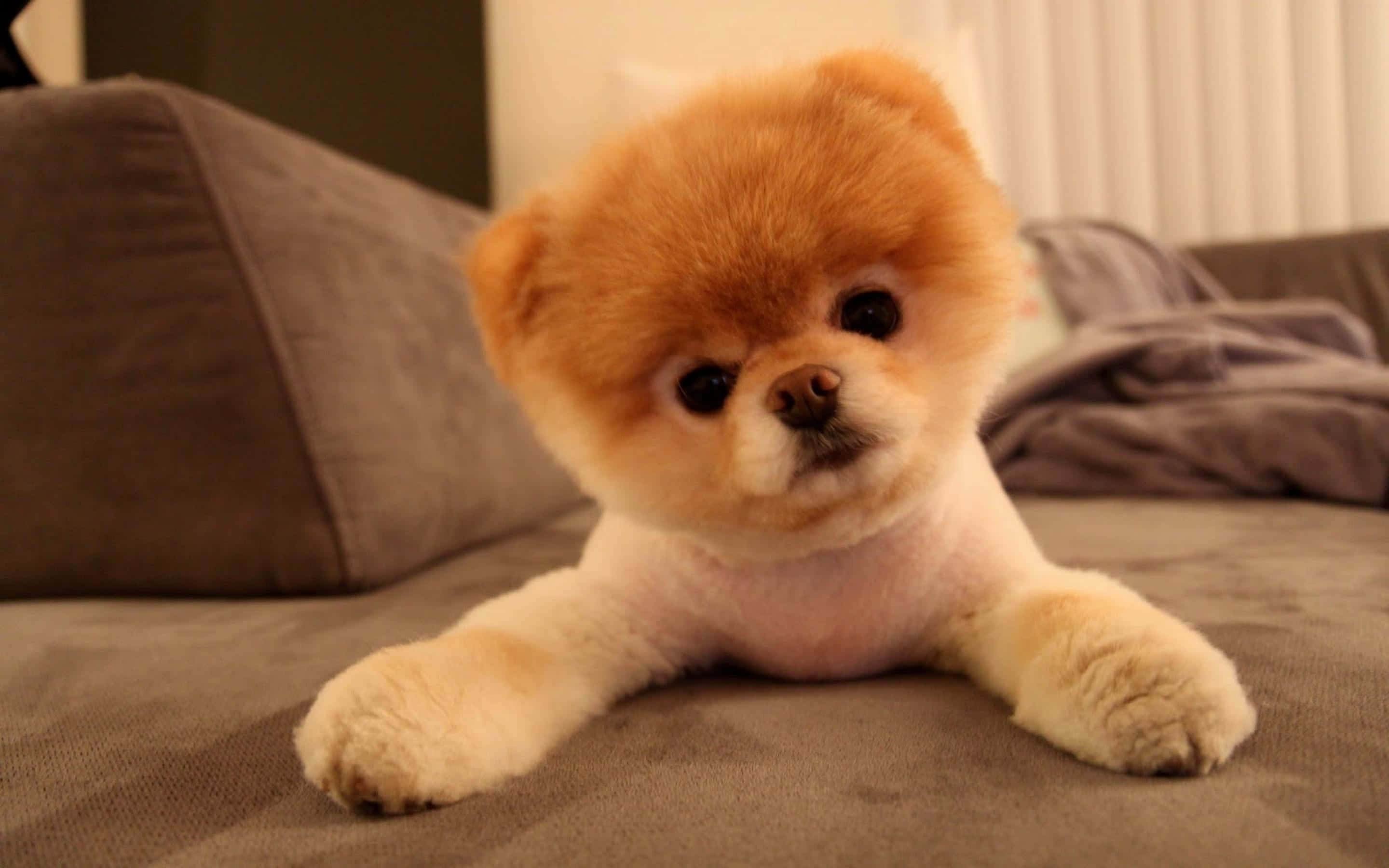Cute Aesthetic Dog 桌布 壁紙 — 一隻毛茸茸的橙色和白色博美犬幼犬躺在灰色沙發上，用大大的黑色眼睛直視鏡頭。