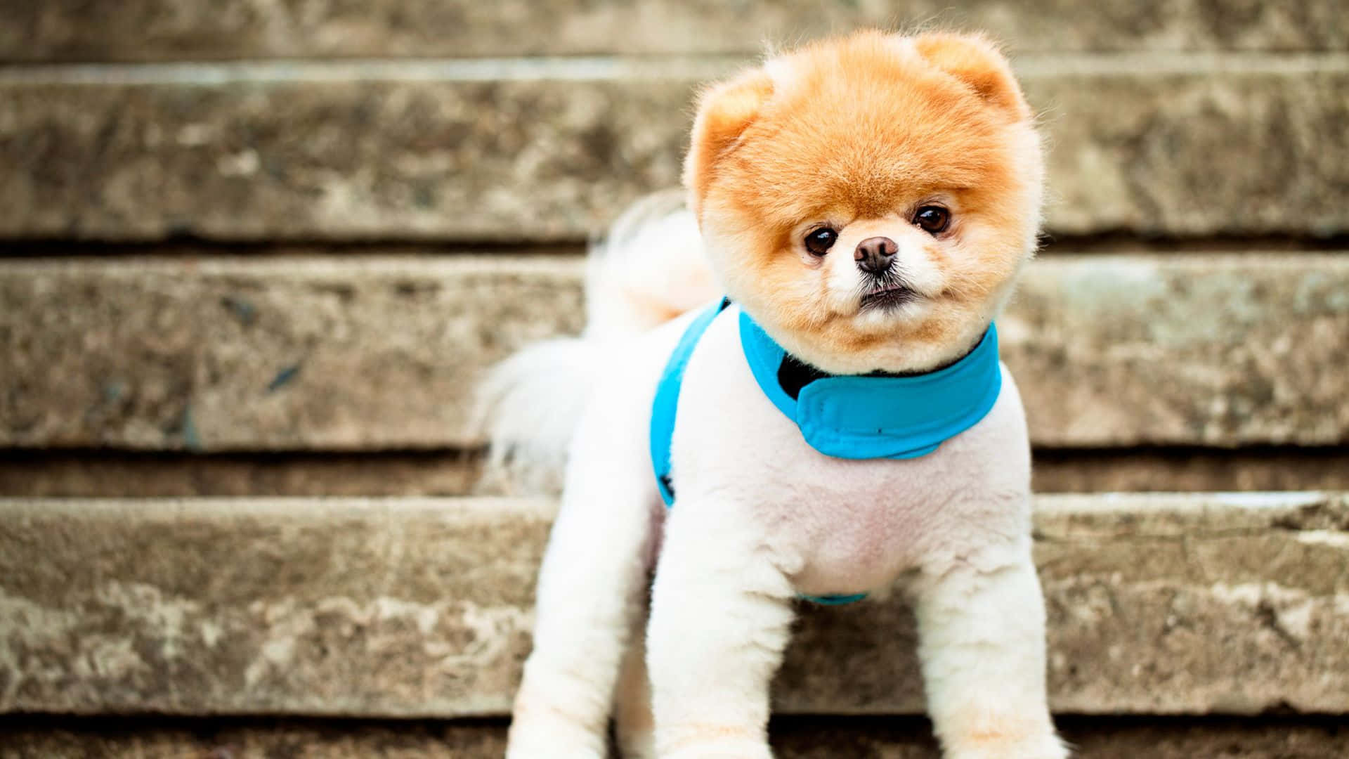 cute dogs 桌布 壁紙 — 一隻毛茸茸的橙色和白色博美犬穿著亮藍色胸背帶，站在風化的石階上，直視鏡頭。