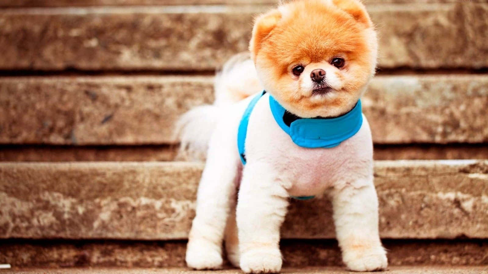 小狗 桌布 壁紙 — 一隻毛茸茸的橙色和白色博美犬穿著藍色胸背帶，站在風化的石階上。