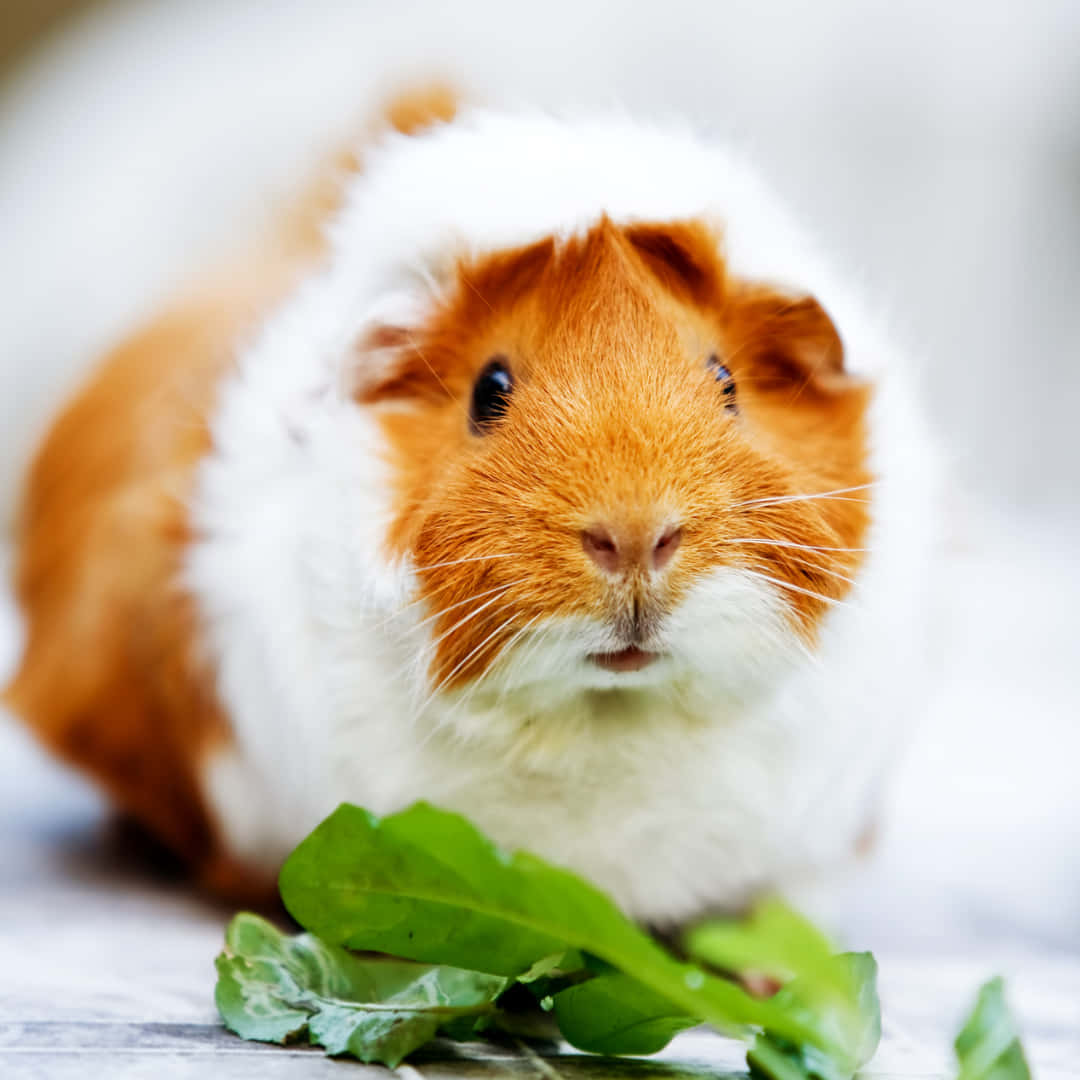 guinea pig 桌布 壁紙 — 一隻毛茸茸的橙色和白色天竺鼠的特寫，牠有深色眼睛看著鏡頭，前面放著綠色葉菜。