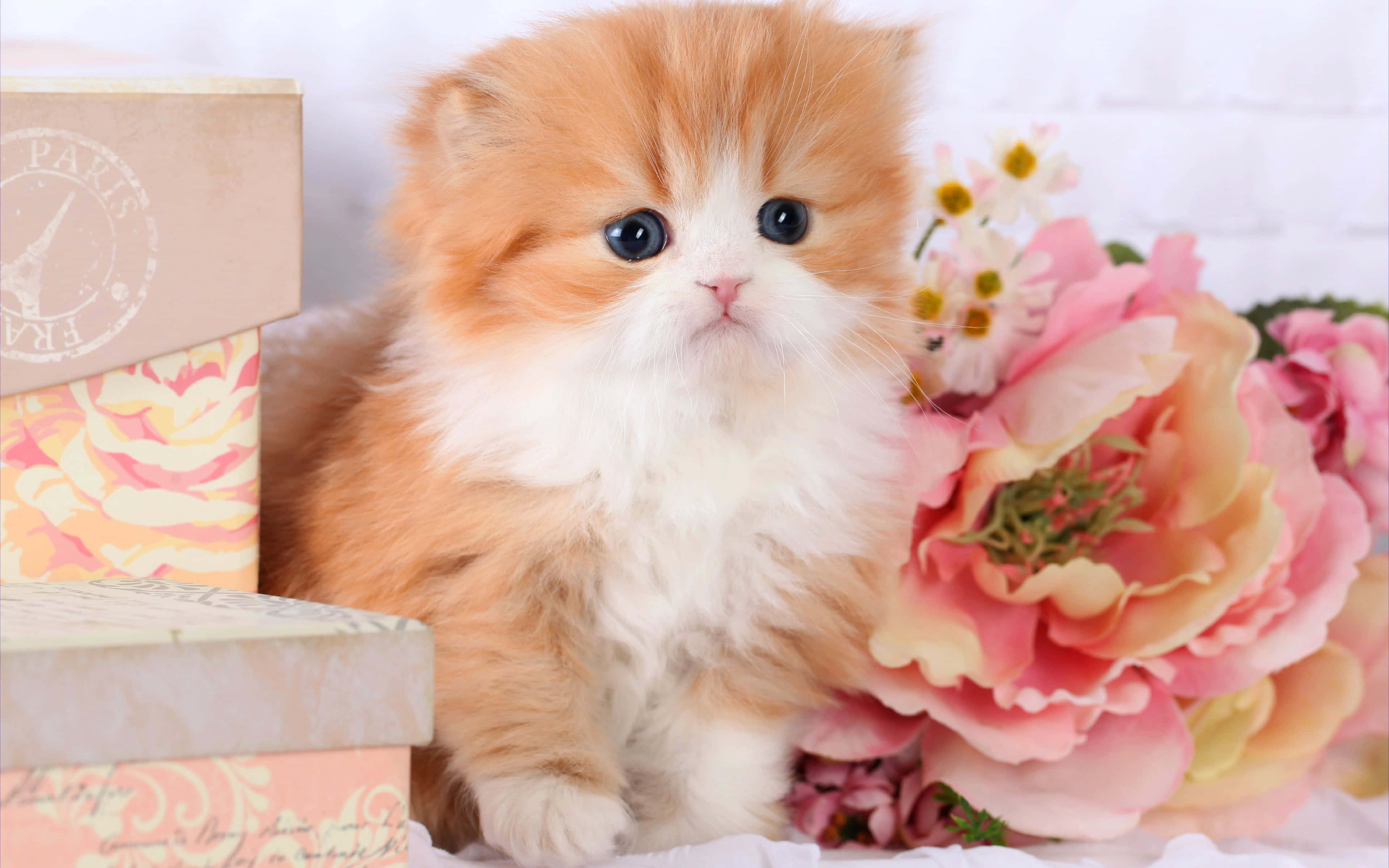 Kitten Cat 桌布 壁紙 — 一隻毛茸茸的橙色和白色波斯貓坐在粉紅色花朵和裝飾盒旁邊，背景是白色磚牆。