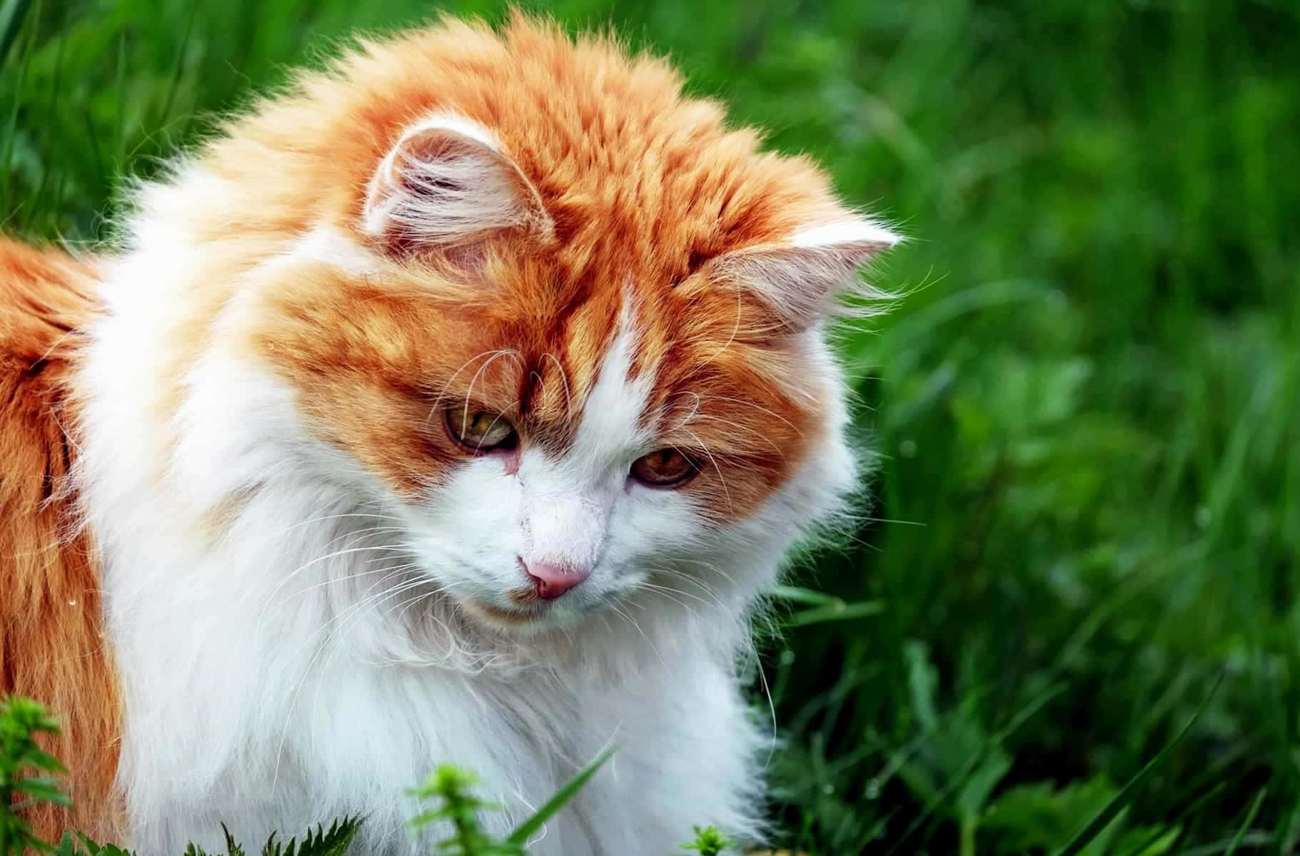 Orange Cat 桌布 壁紙 — 一隻毛茸茸的橙色和白色貓咪，表情嚴肅，坐在充滿活力的綠色草地上。