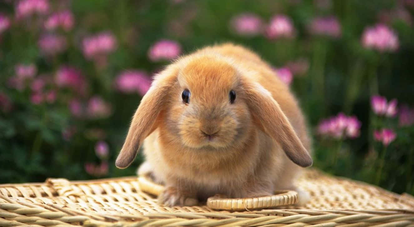 Cute Easter 桌布 壁紙 — 一隻毛茸茸的橙色垂耳兔安靜地坐在編織的柳條表面上，背景中柔和的粉紅色花朵模糊不清。