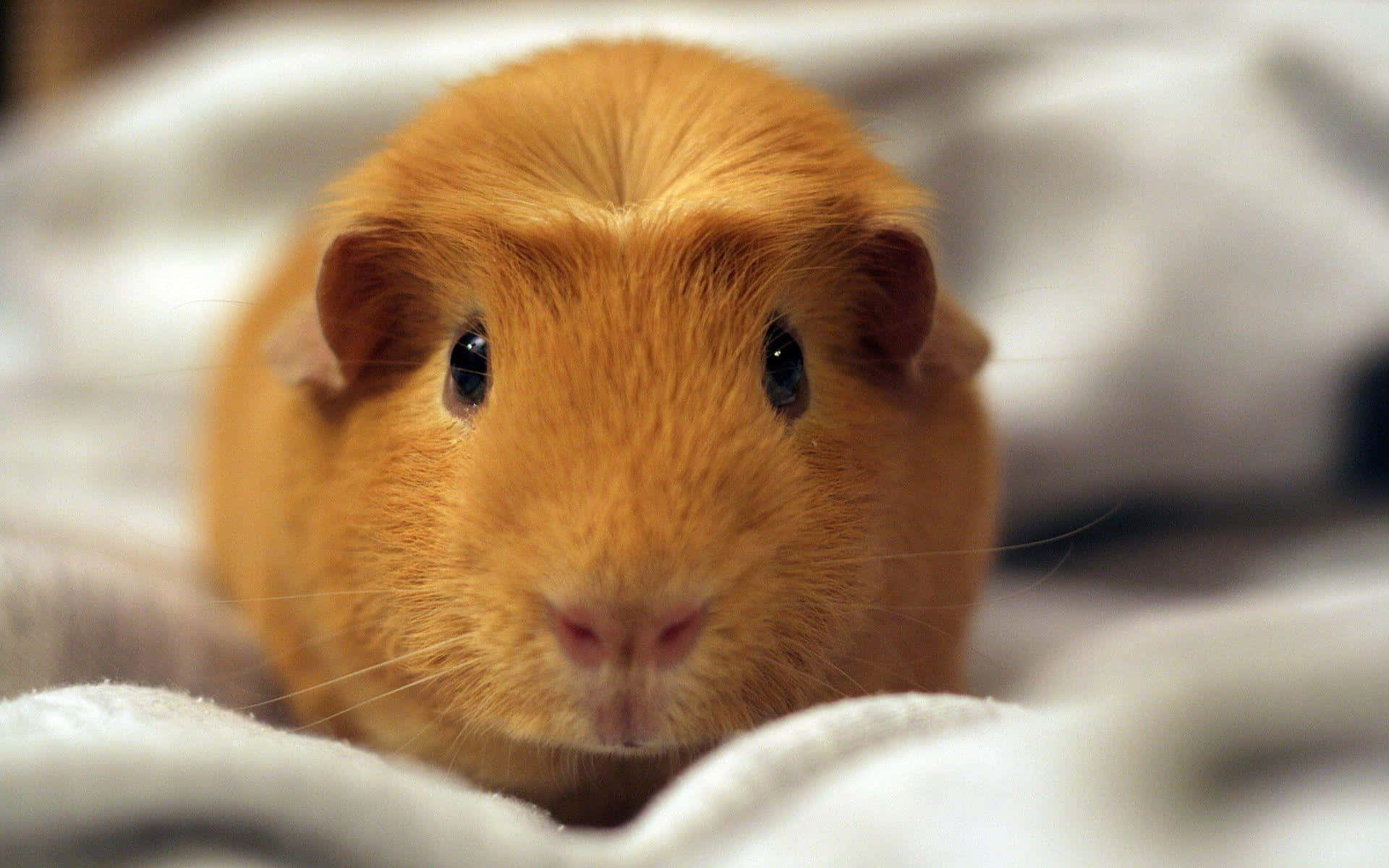 Hamster 桌布 壁紙 — 一隻毛茸茸的橙色天竺鼠，眼睛深色，在柔軟的白色布料上休息的特寫。