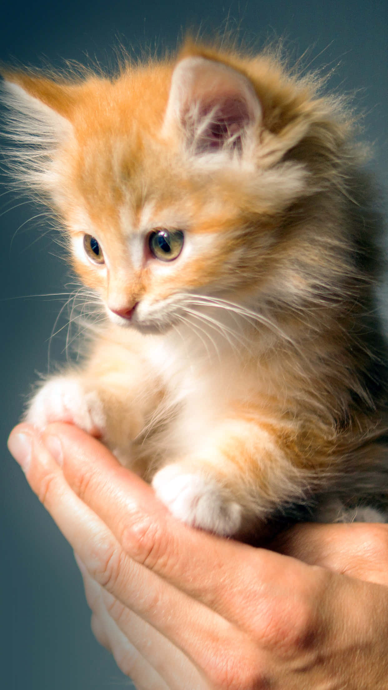 cute kitty 桌布 壁紙 — 一隻毛茸茸的橙色小貓，有著大大的綠色眼睛，輕輕地坐在一個人捧著的手中，背景是柔和的藍色。