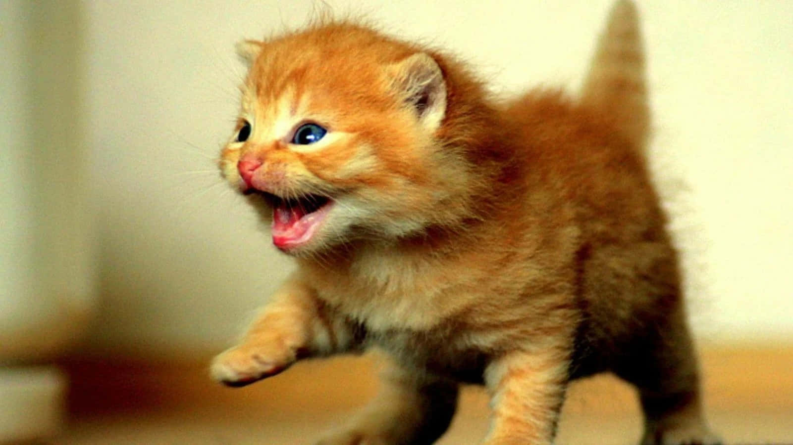 baby cat 桌布 壁紙 — 一隻毛茸茸的橙色小貓，有著明亮的藍色眼睛，在室內用後腿站立，頑皮地叫著。