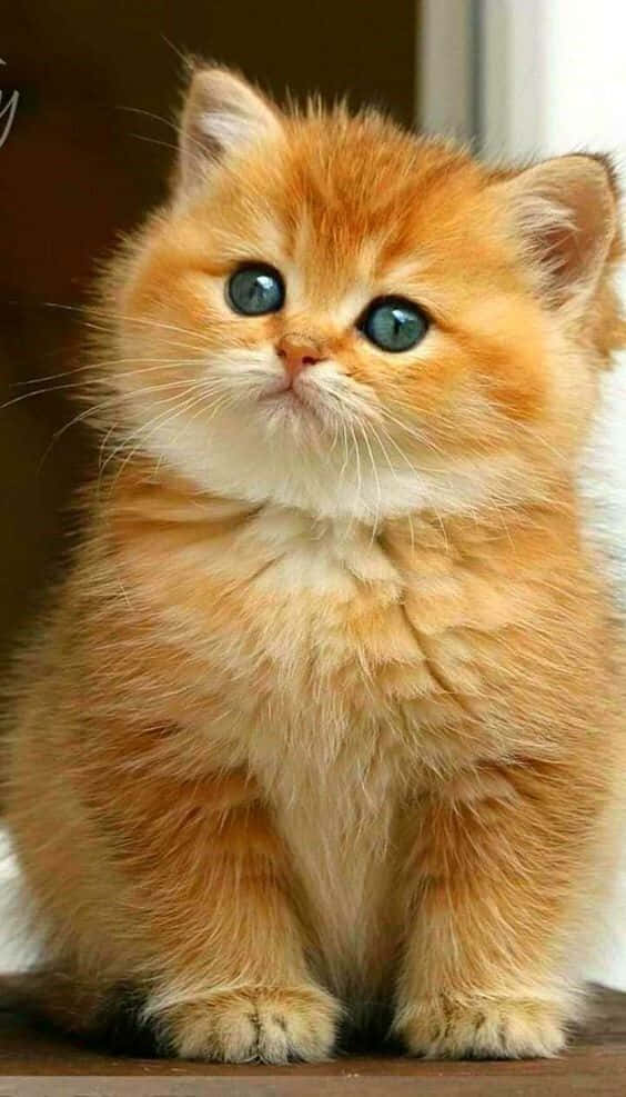 Cute Cat 桌布 壁紙 — 一隻毛茸茸的橙色小貓，有著明亮的藍色眼睛，坐直身體，帶著好奇的表情直視鏡頭。