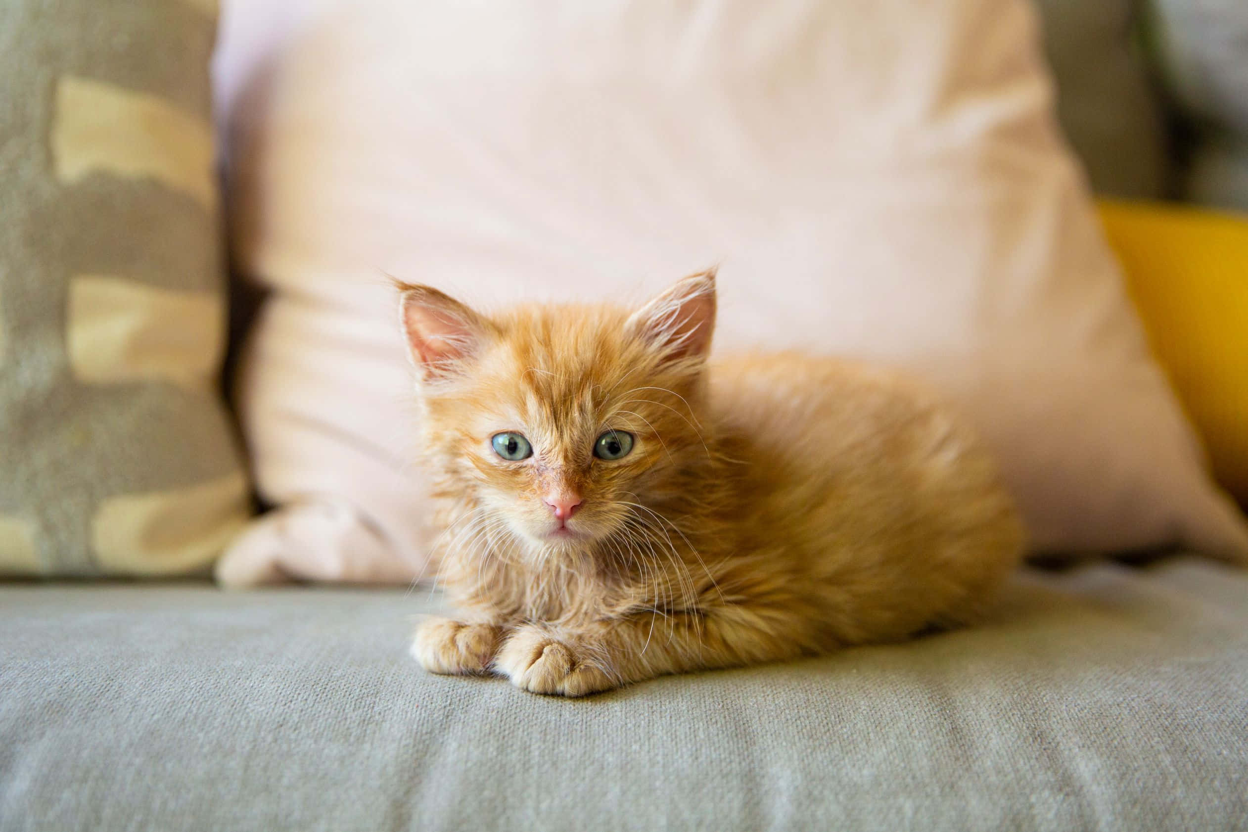 kittens 桌布 壁紙 — 一隻毛茸茸的橙色小貓，有著明亮的藍色眼睛，警覺地坐在灰色沙發墊上，周圍環繞著柔軟的枕頭。