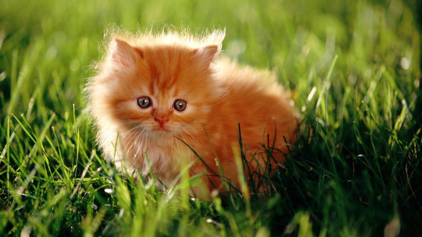 Beautiful Cats 桌布 壁紙 — 一隻毛茸茸的橙色小貓，睜著大眼睛，坐在沐浴在溫暖陽光下的鮮綠草地上。