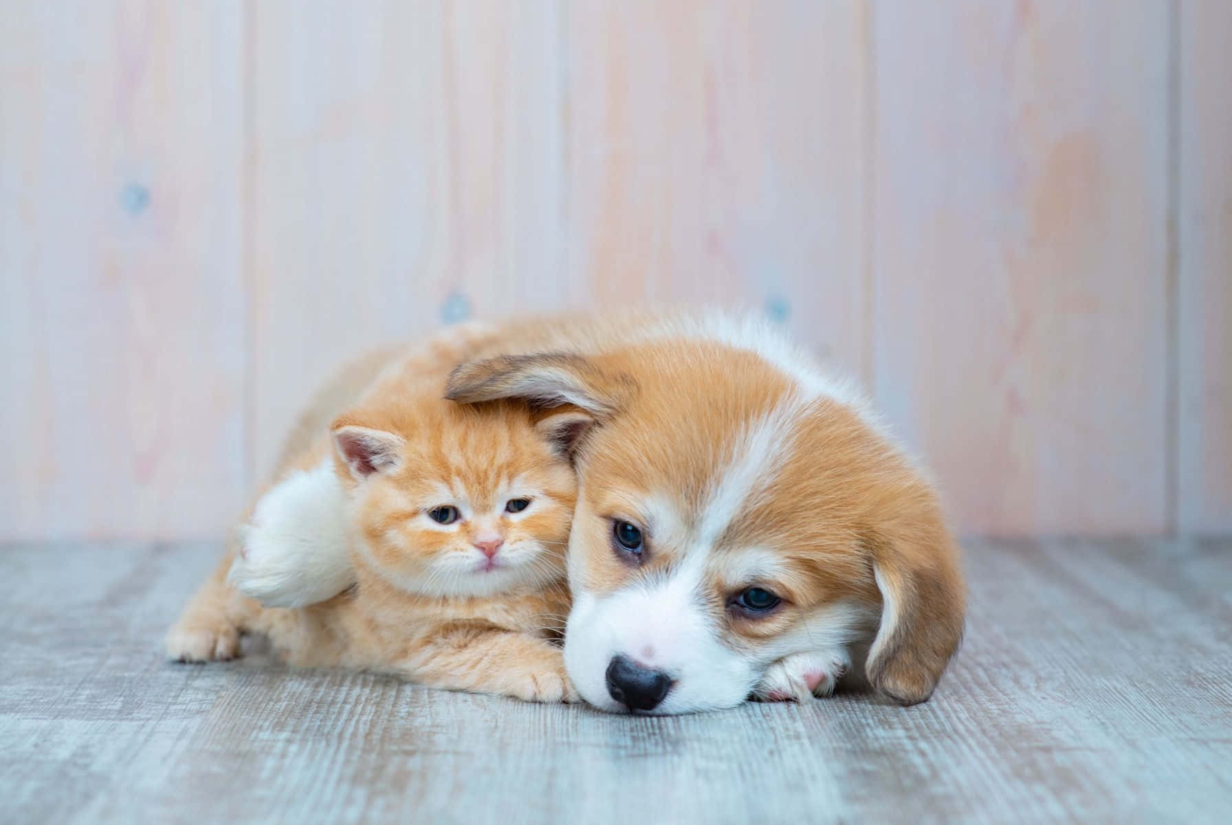 Kitten And Puppy 桌布 壁紙 — 一隻毛茸茸的橙色小貓咪，在木地板上依偎著一隻睡眼惺忪的柯基幼犬，背景是柔和的粉彩木牆。
