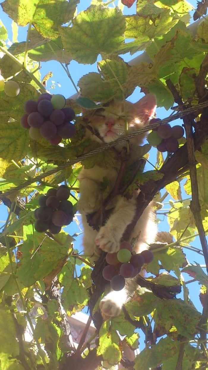 Cute Cat 桌布 壁紙 — 一隻毛茸茸的橙色小貓在明亮的陽光下，在綠色葡萄葉和紫色葡萄之間安詳地睡著。