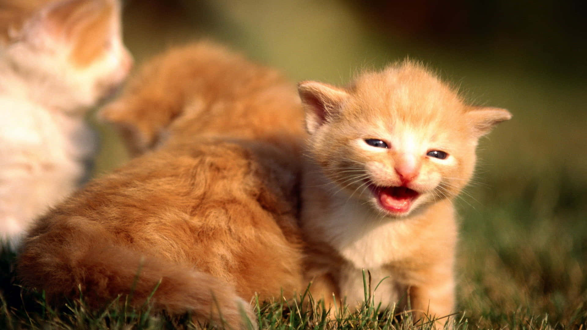 Cute Cat 桌布 壁紙 — 一隻毛茸茸的橙色小貓張開嘴巴坐在草地上，沐浴在溫暖的陽光中，背景中其他小貓模糊不清。