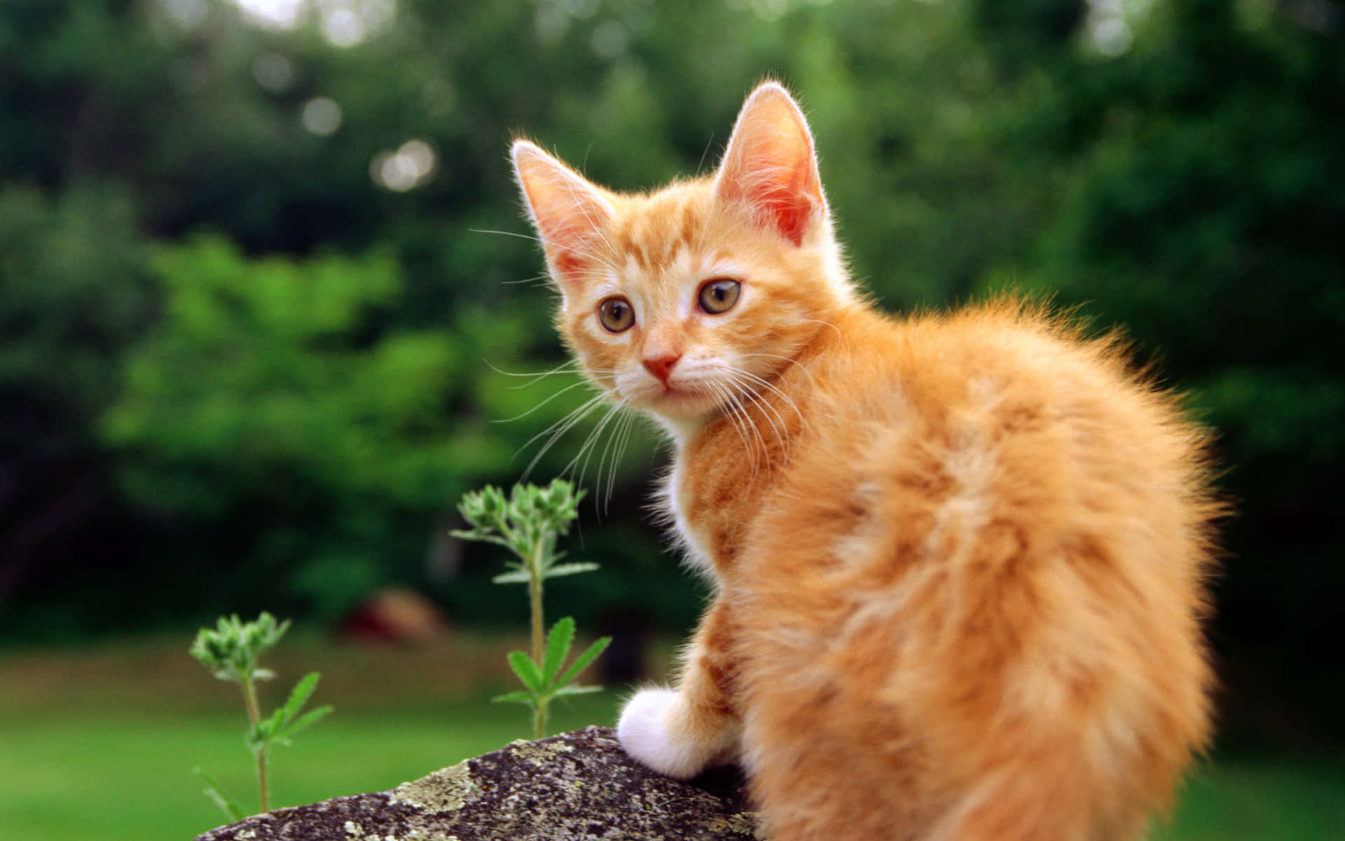 Red Cat 桌布 壁紙 — 一隻毛茸茸的橙色小貓警覺地棲息在長滿青苔的石頭上，周圍是茂密的綠色樹葉。