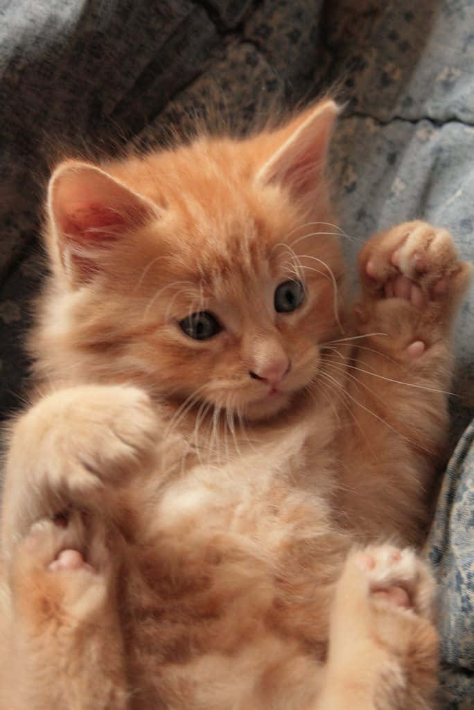 baby cat 桌布 壁紙 — 一隻毛茸茸的橙色小貓躺在花紋沙發上，仰臥著，爪子向上，藍色大眼睛好奇地凝視。