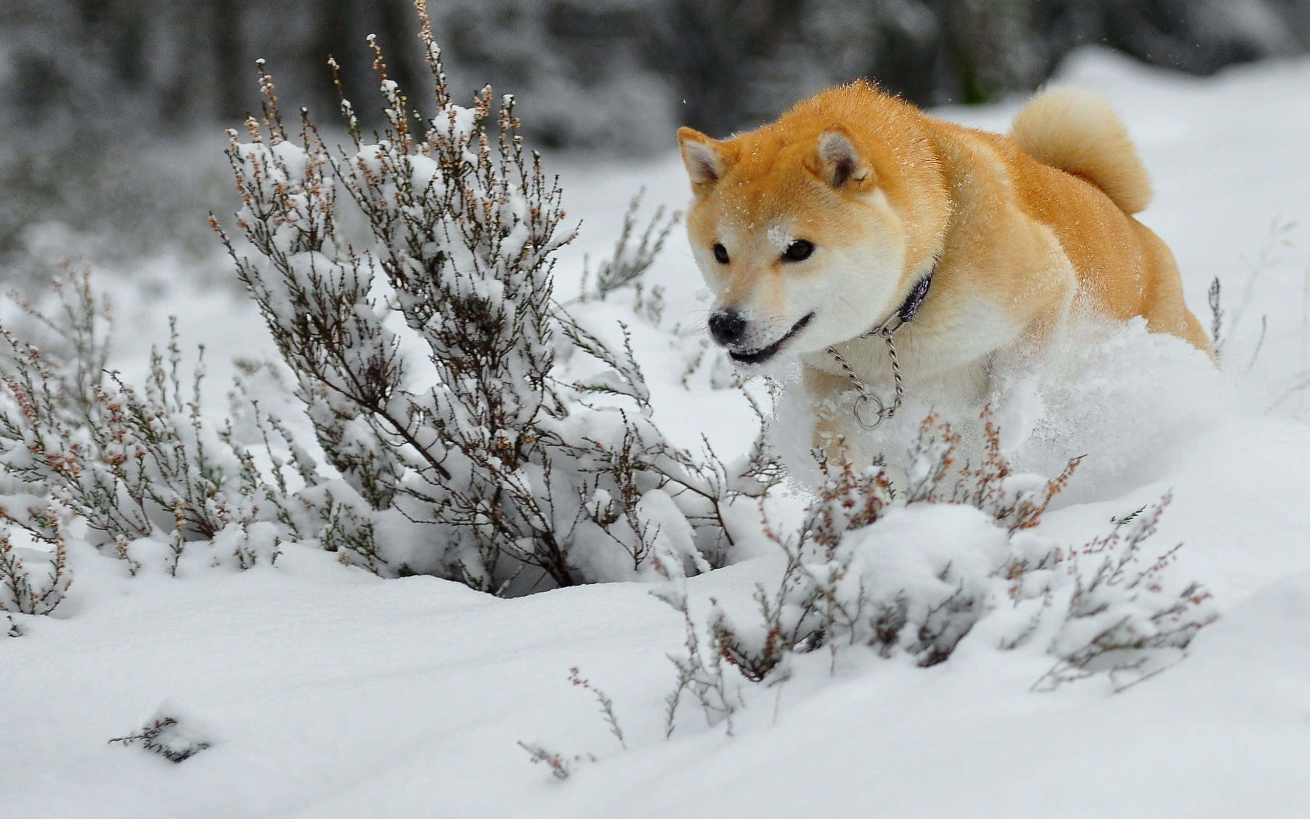 Winter Animal 桌布 壁紙 — 一隻毛茸茸的橙色柴犬在冬季森林中，在積雪的灌木叢旁，頑皮地跳過厚厚的積雪。