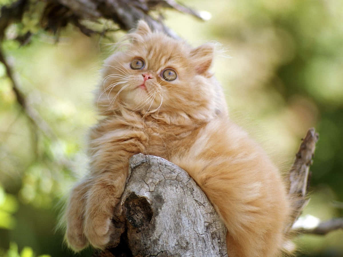 酷貓 桌布 壁紙 — 一隻毛茸茸的橙色波斯貓咪好奇地棲息在一個風化的樹樁上，周圍是柔軟的綠色樹葉。