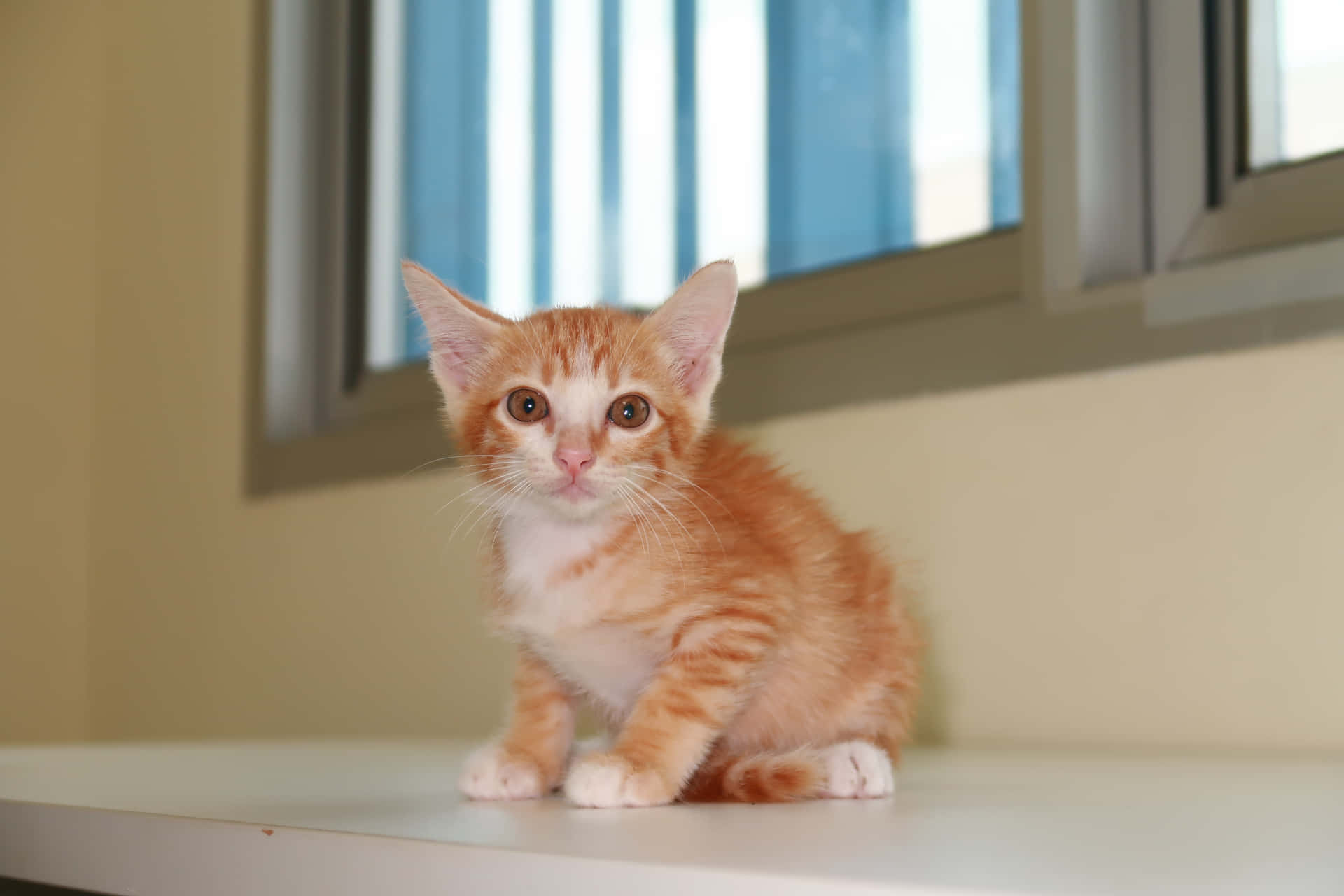 Cute Kitten 壁紙 — 一隻毛茸茸的橙色虎斑小貓，白色爪子，警覺地坐在白色窗台上，窗戶有藍色垂直百葉窗。