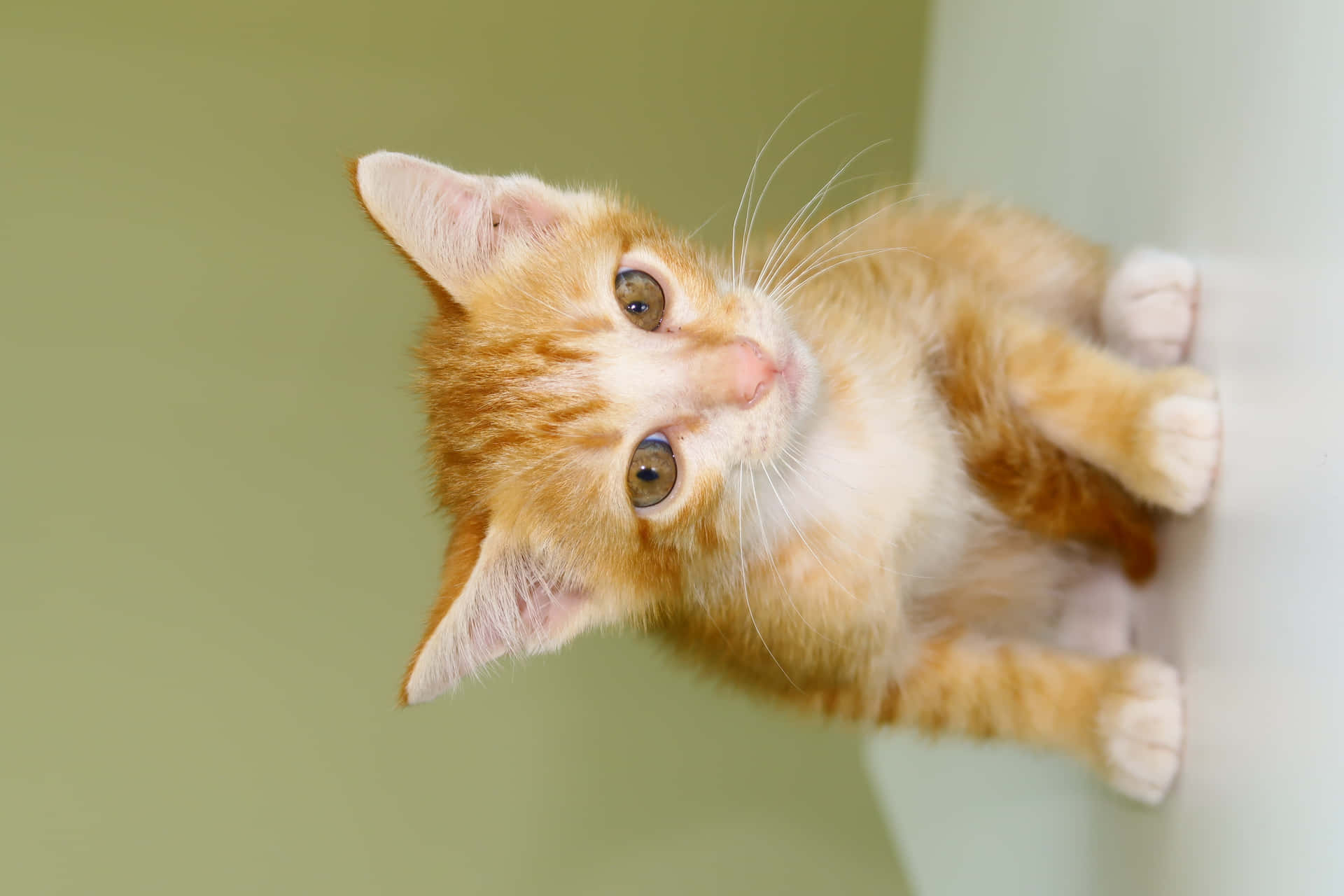 fluffy kitten 壁紙 — 一隻毛茸茸的橙色虎斑小貓，睜著大大的好奇眼睛，緊緊抓住白色角落，背景是柔和的綠色牆壁。