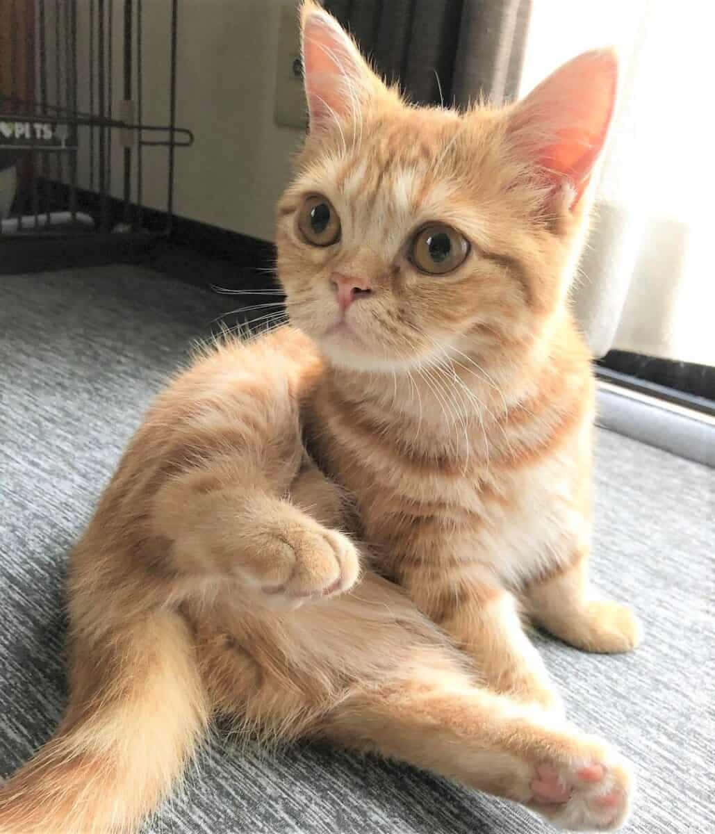Munchkin Cat 桌布 壁紙 — 一隻毛茸茸的橙色虎斑小貓坐在灰色地毯上，抬起頭，睜大好奇的眼睛，舉起一隻爪子。