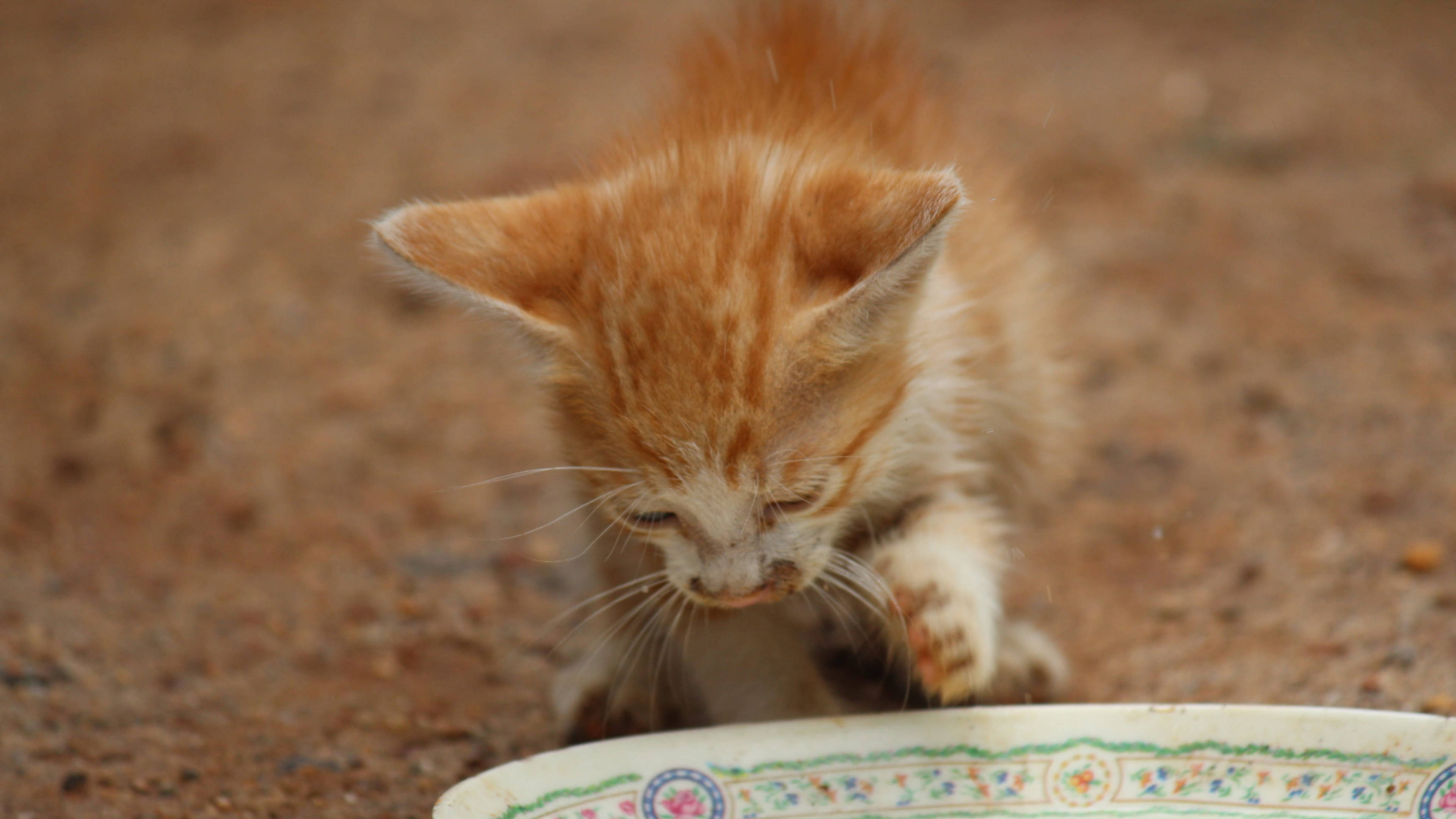 Cute Cat HD 桌布 壁紙 — 一隻毛茸茸的橙色虎斑小貓好奇地嗅著塵土飛揚的地上一個有圖案的陶瓷碗。