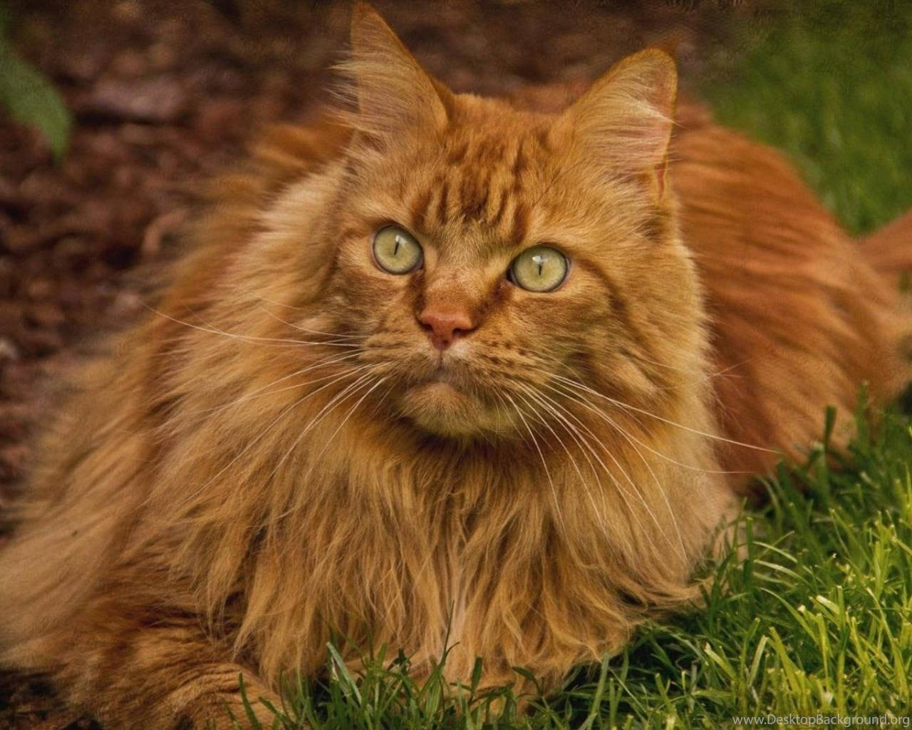 Beautiful Cats 桌布 壁紙 — 一隻毛茸茸的橙色虎斑貓，擁有引人注目的綠色眼睛，威風凜凜地躺在鮮綠的草地上。