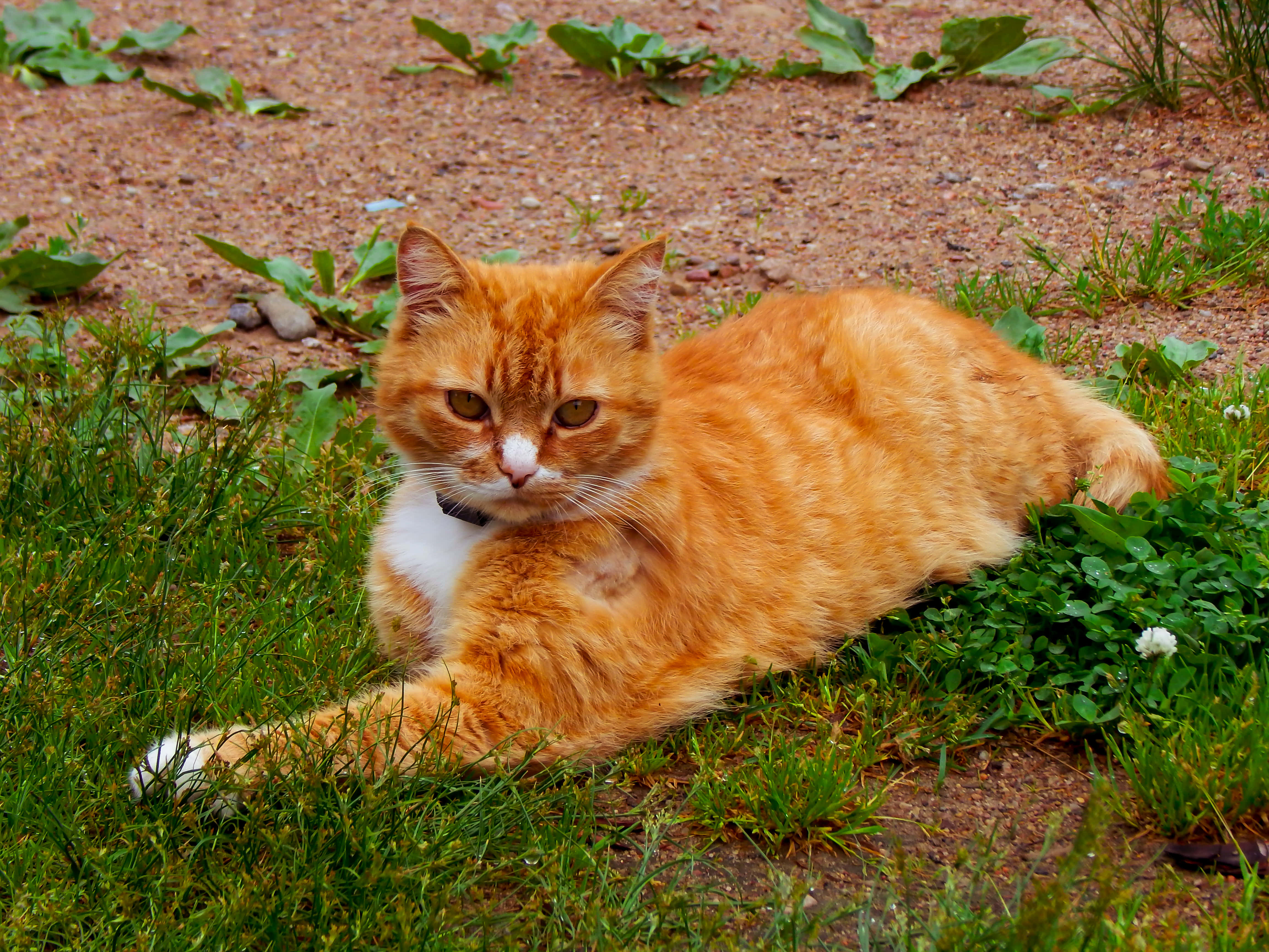 Beautiful Cats 桌布 壁紙 — 一隻毛茸茸的橙色虎斑貓，白色爪子，在泥土和三葉草旁的綠色草地上休息。