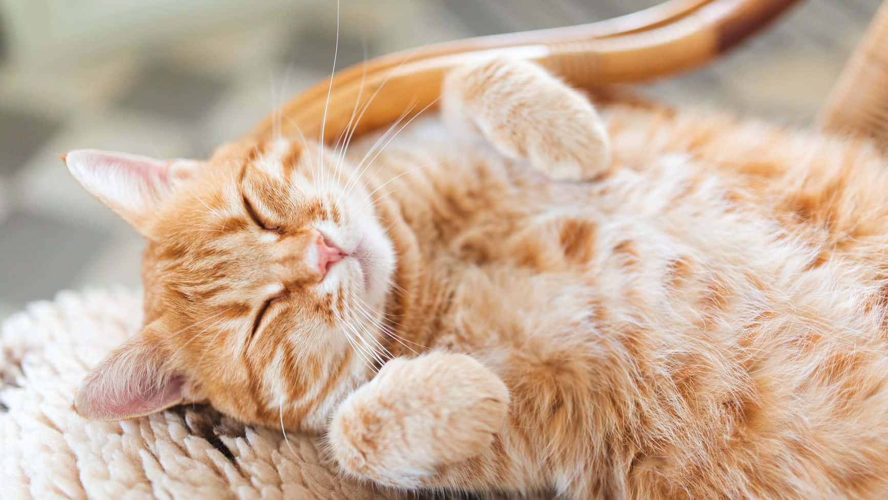 Contentment 桌布 壁紙 — 一隻毛茸茸的橙色虎斑貓在柔軟有質感的毯子上仰臥，舉起爪子，幸福地睡覺。