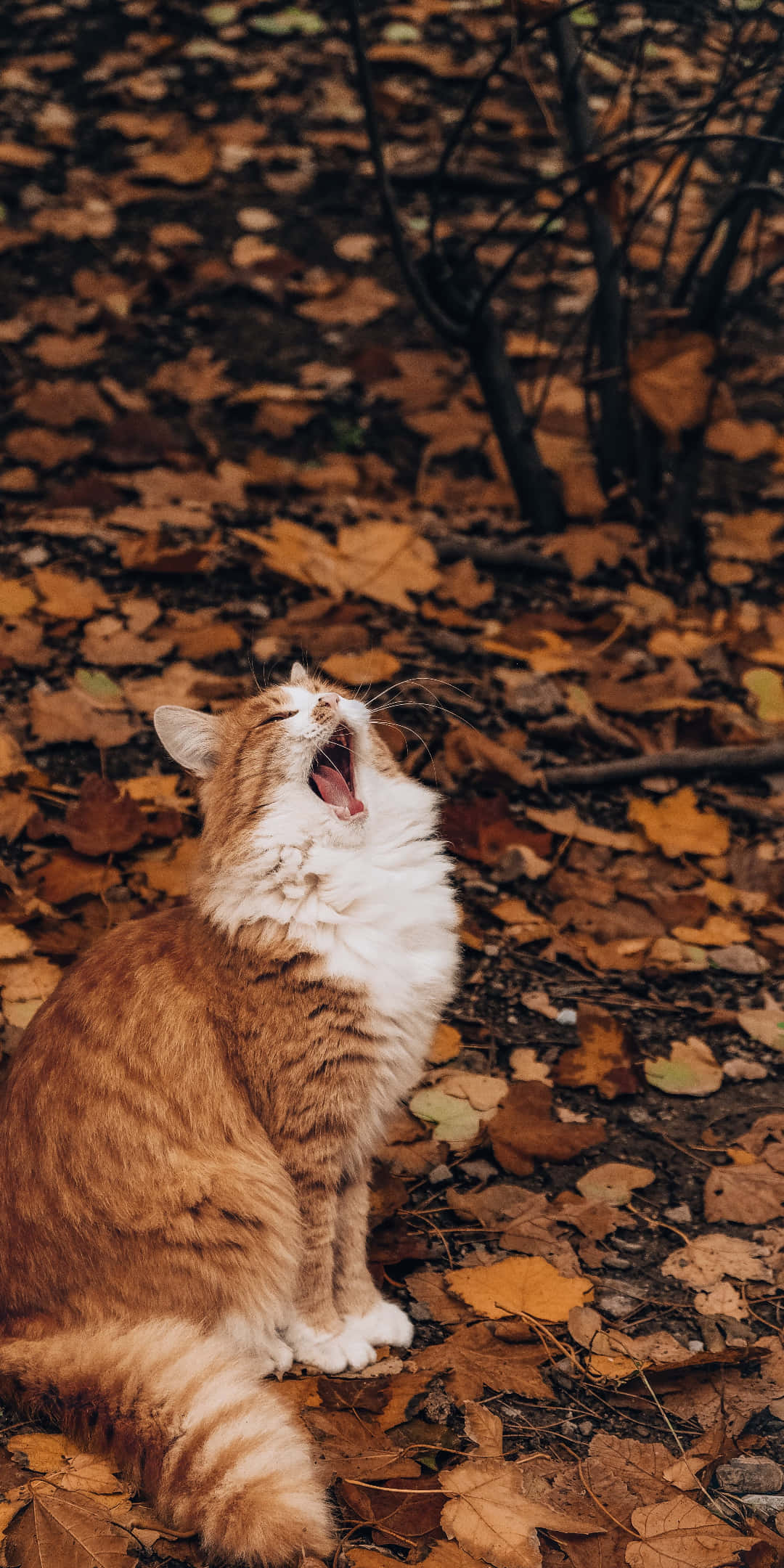 Pixel 3 Autumn 桌布 壁紙 — 一隻毛茸茸的橙色虎斑貓在樹林中的金色秋葉地毯上坐著，大大地打哈欠。