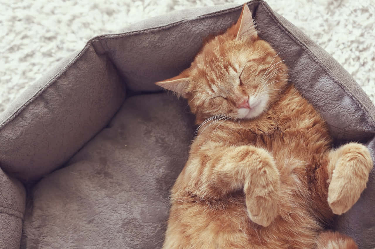 sleeping cat 桌布 壁紙 — 一隻毛茸茸的橙色虎斑貓在舒適的灰色寵物床上仰臥熟睡。