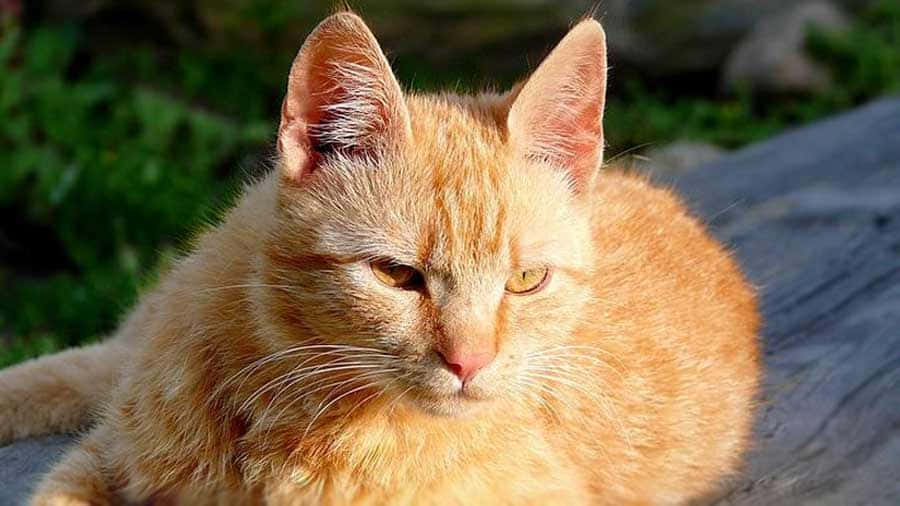 Brazilian Shorthair 桌布 壁紙 — 一隻毛茸茸的橙色虎斑貓在陽光照射的木頭上休息，背景有柔和的綠色樹葉。