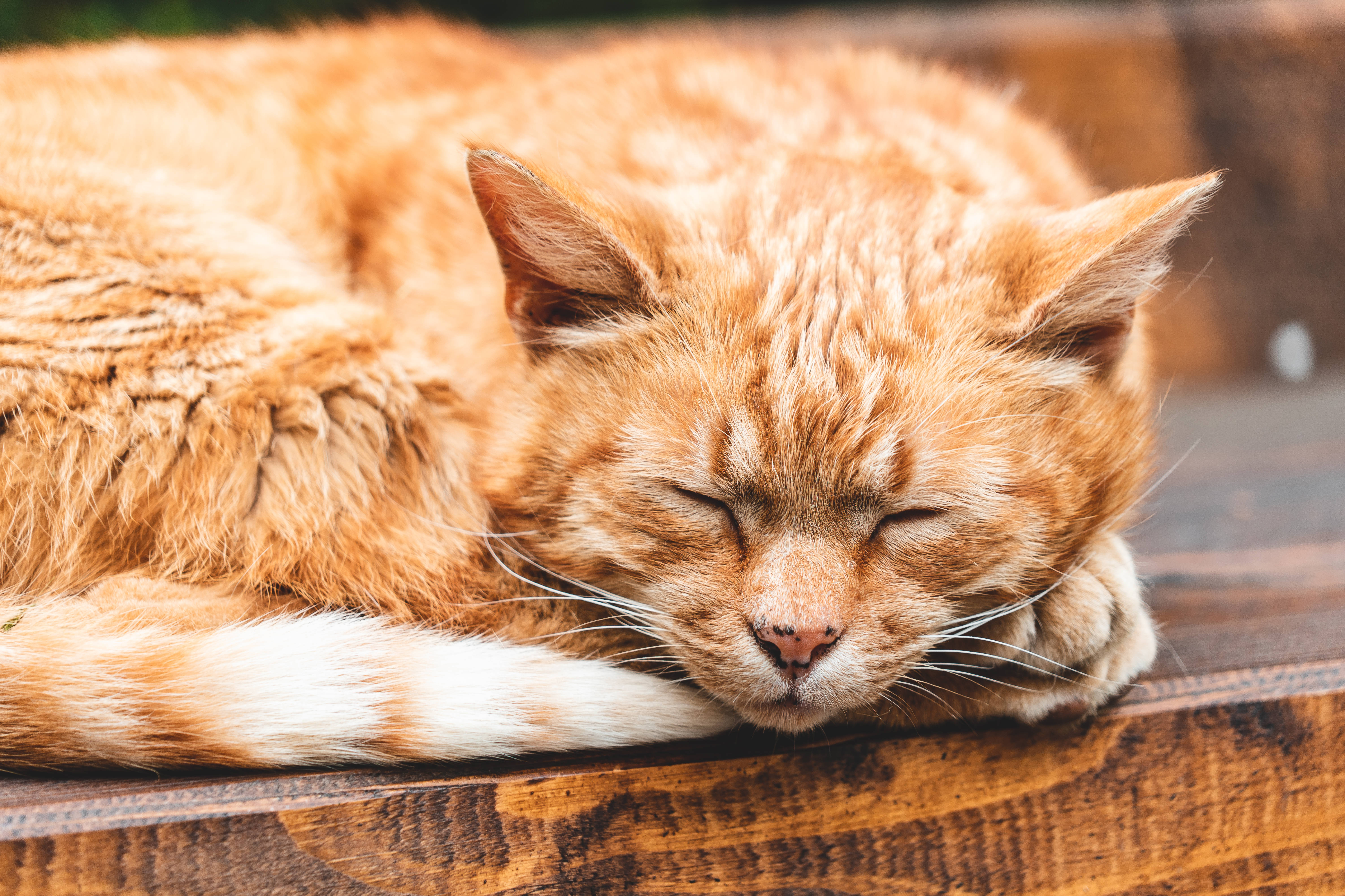 Cute Cat HD 桌布 壁紙 — 一隻毛茸茸的橙色虎斑貓在風化的木質表面上閉著眼睛安詳地睡覺。