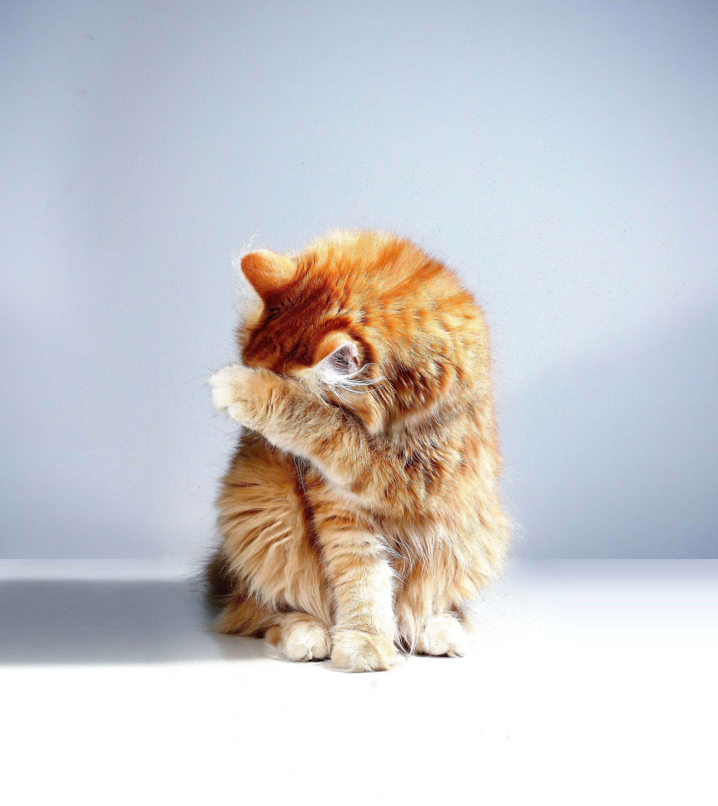Cute Cat Pfp 桌布 壁紙 — 一隻毛茸茸的橙色虎斑貓坐在白色表面上，在柔和的灰色背景前梳理自己。