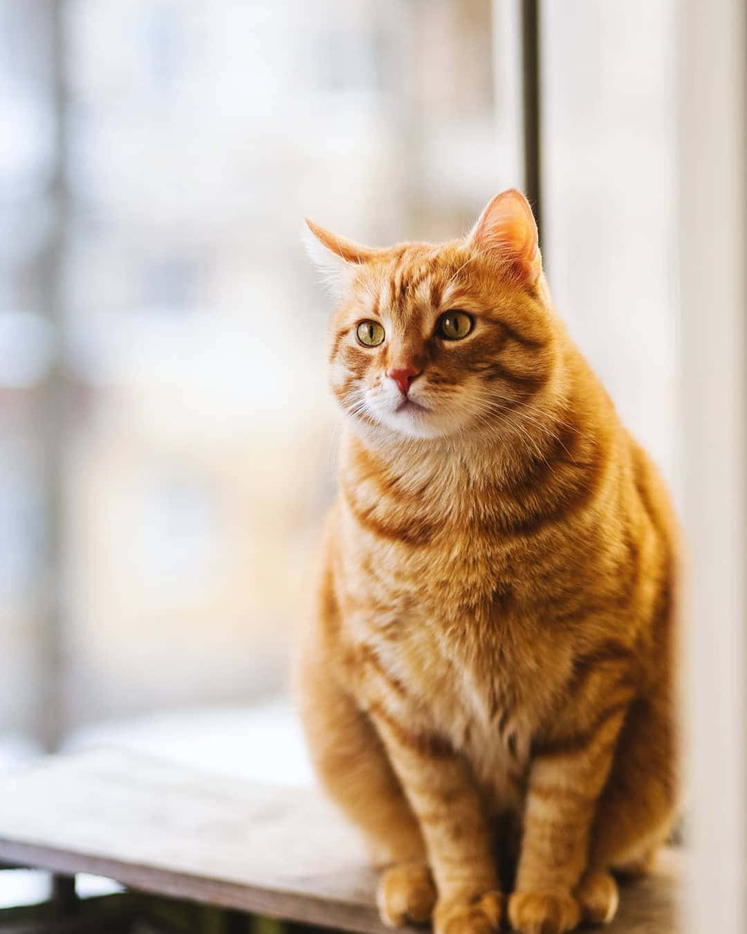 Tabby Cat 桌布 壁紙 — 一隻毛茸茸的橙色虎斑貓威風凜凜地坐在窗台上，用明亮的綠色眼睛專注地凝視，柔和的日光照亮牠的毛髮。