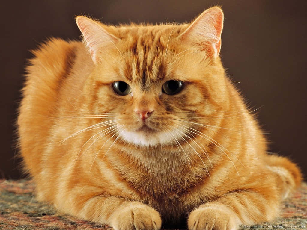 Red Cat 桌布 壁紙 — 一隻毛茸茸的橙色虎斑貓帶著不高興的表情，蜷縮在深棕色背景前的圖案地毯上。