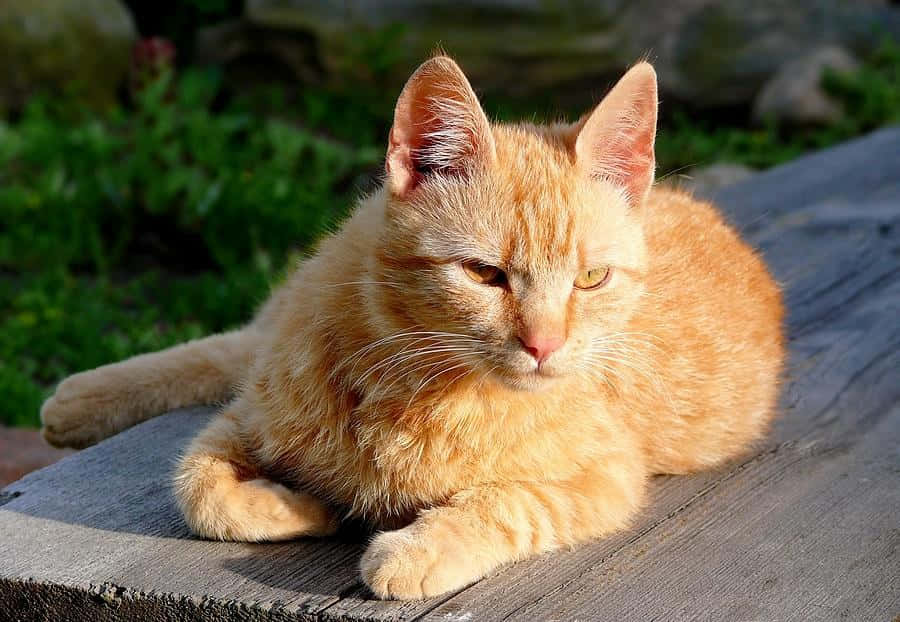 Brazilian Shorthair 桌布 壁紙 — 一隻毛茸茸的橙色虎斑貓懶洋洋地躺在風化的木質表面上，背景有柔焦的綠色樹葉。