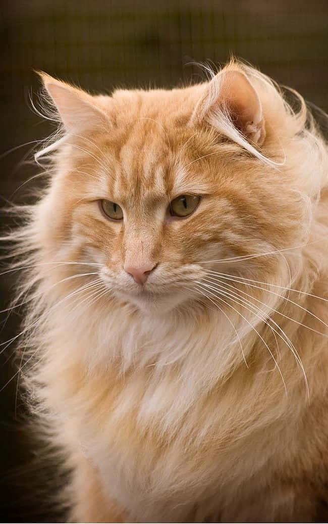 Norwegian Forest Cat 桌布 壁紙 — 一隻毛茸茸的橙色虎斑貓的特寫，牠有雙強烈的綠色眼睛，直視鏡頭。