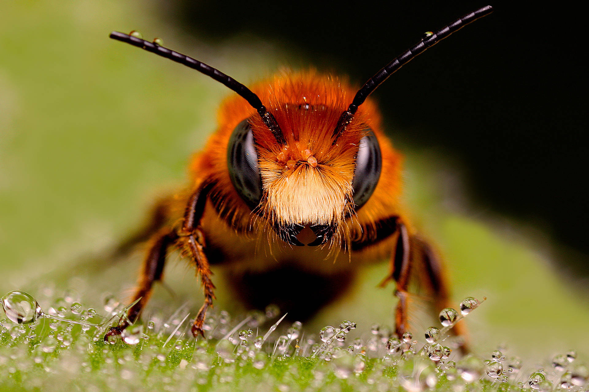 Insect 桌布 壁紙 — 一隻毛茸茸的橙色蜜蜂，有著大大的黑色眼睛，停在沾滿露水的綠色葉子上的特寫。