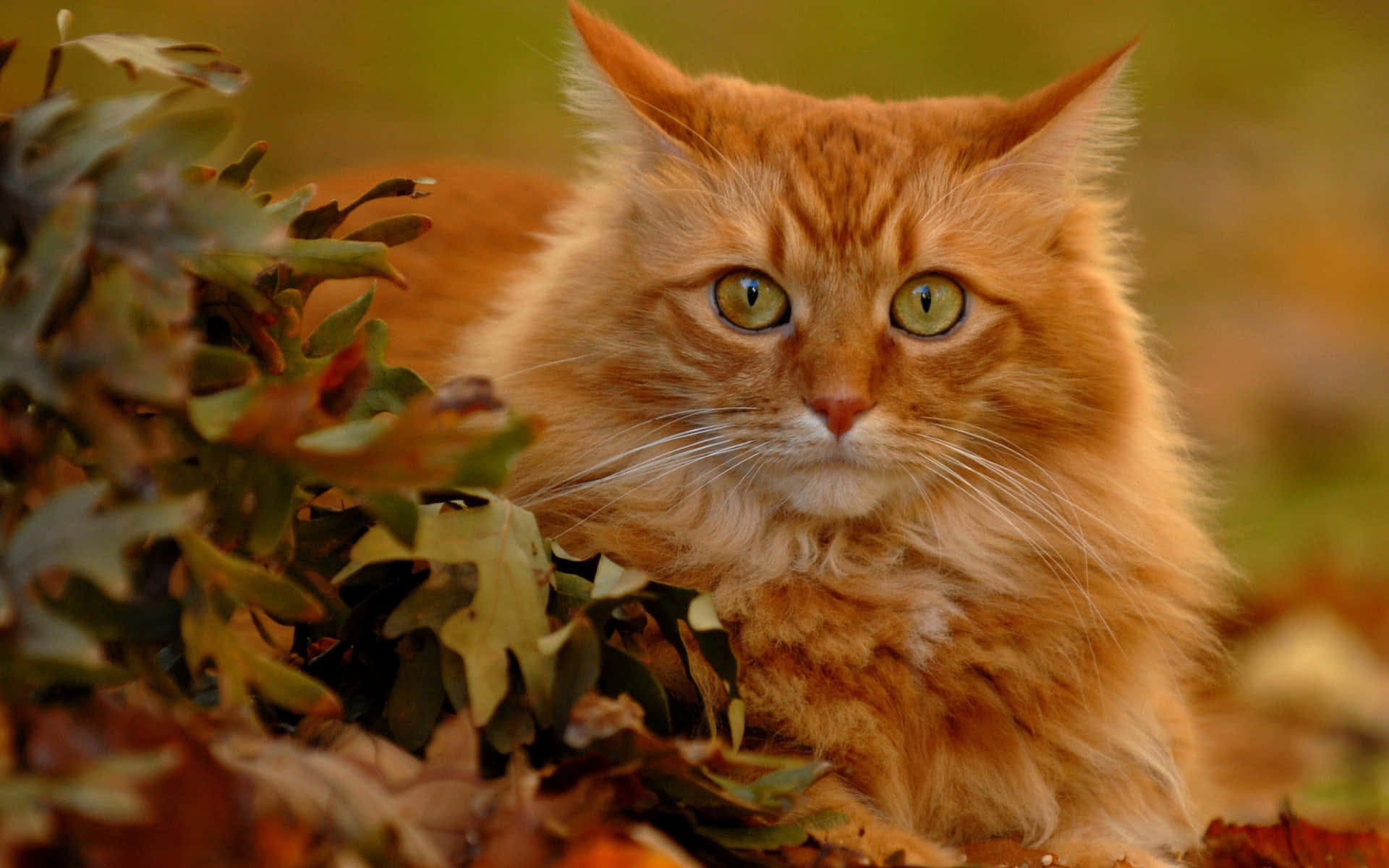 Red Cat 桌布 壁紙 — 一隻毛茸茸的橙色貓咪，擁有引人注目的綠色眼睛，在陽光明媚的花園中從秋葉後面探出頭來。