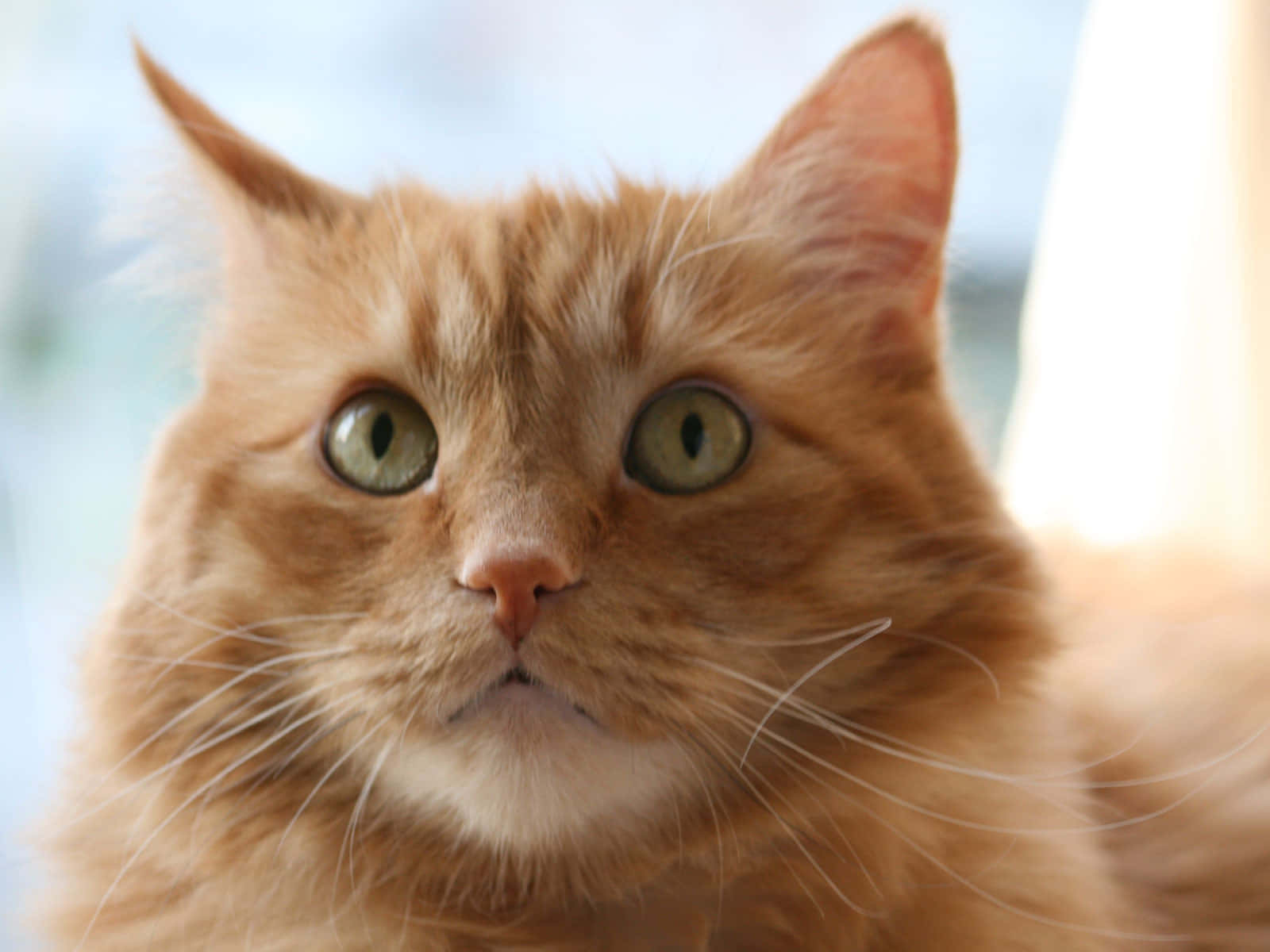 Orange Cat 桌布 壁紙 — 一隻毛茸茸的橙色貓咪，有著引人注目的綠色眼睛，直視鏡頭的特寫。