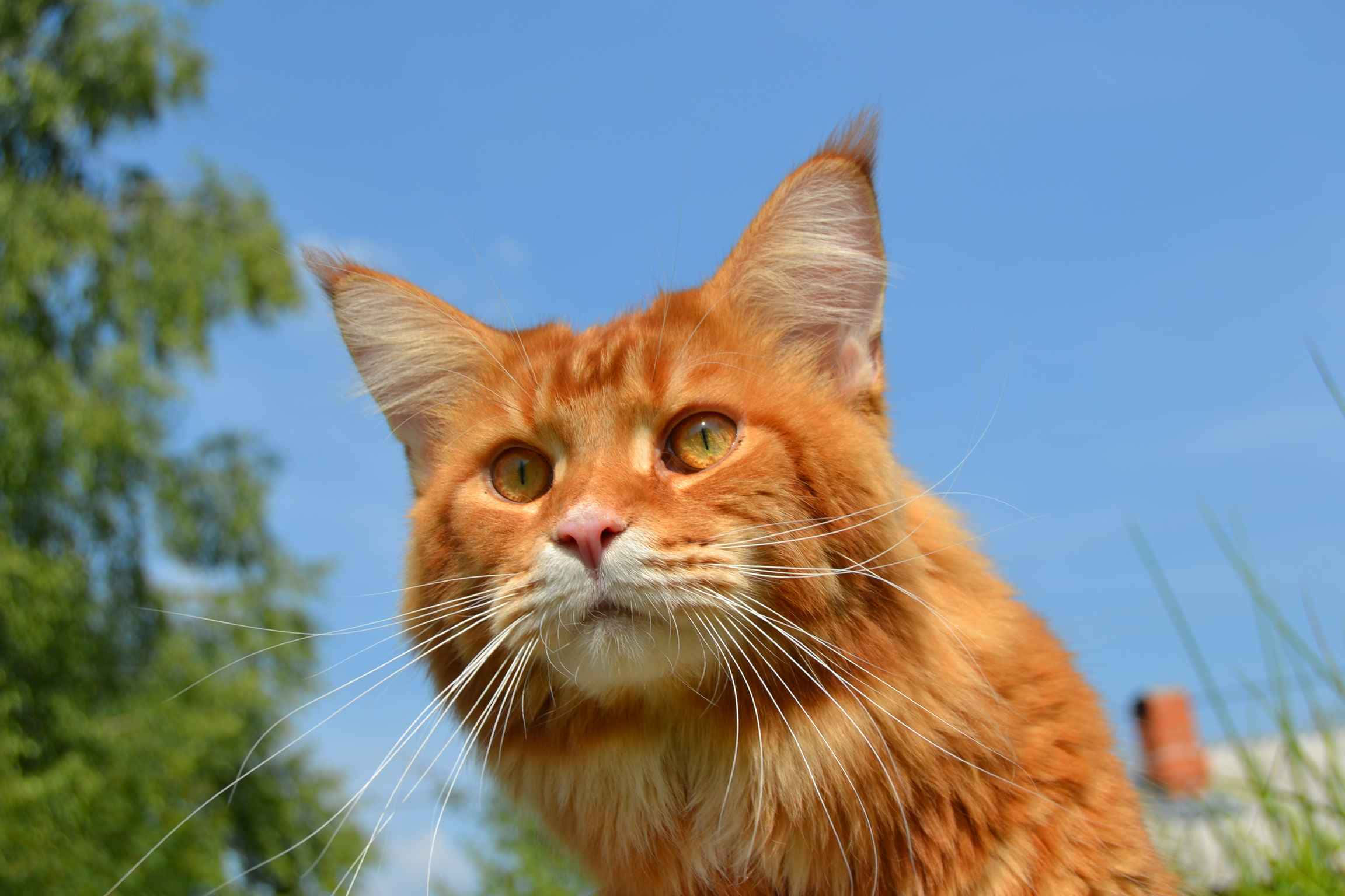 Red Cat 桌布 壁紙 — 一隻毛茸茸的橙色貓咪，有著引人注目的綠色眼睛，在柔焦的綠色樹葉襯托下，仰望明亮的藍天。