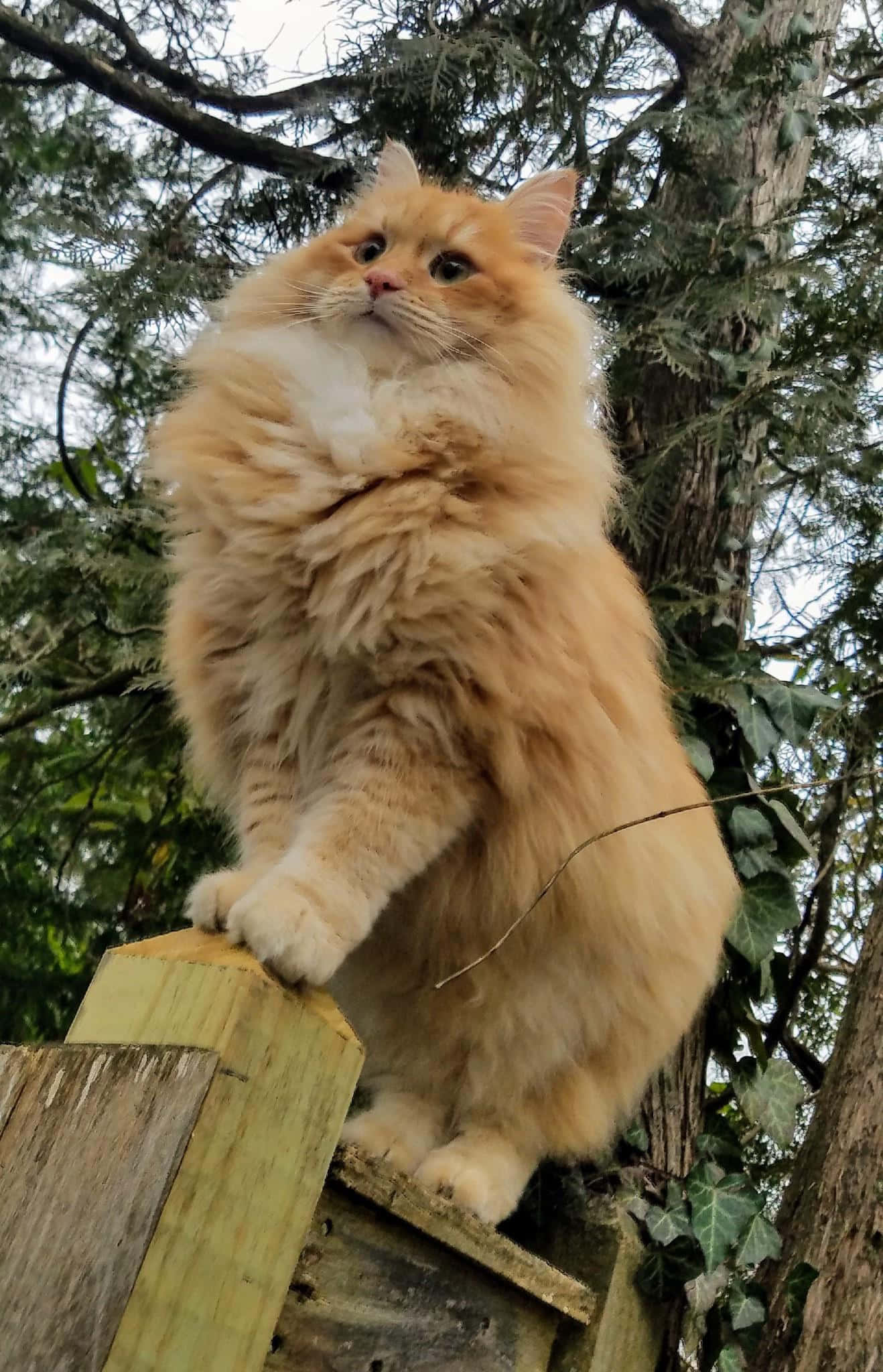 Siberian Cat 桌布 壁紙 — 一隻毛茸茸的橙色貓咪棲息在木柱上，周圍環繞著綠樹和常春藤。