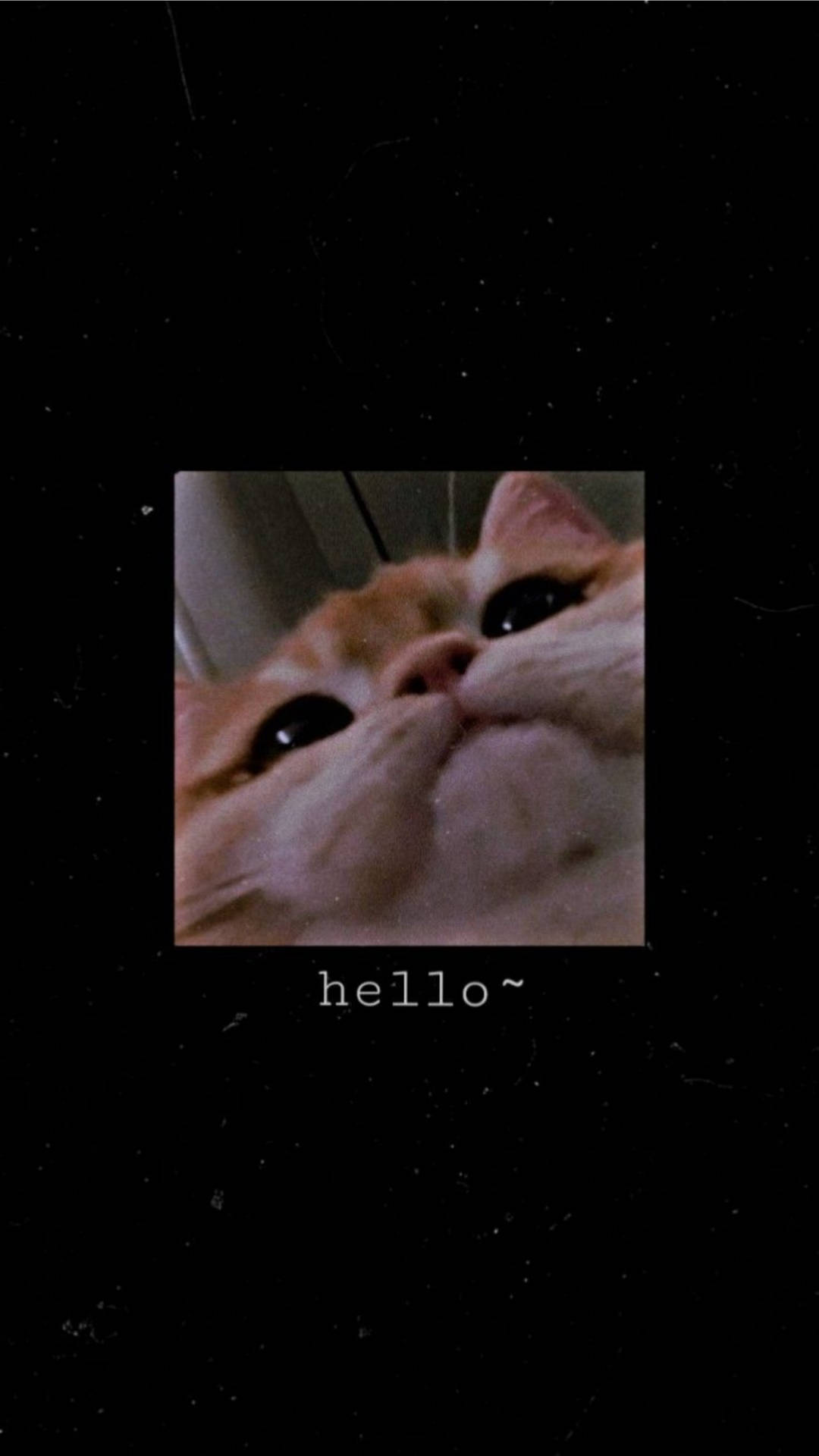 一隻橙色貓咪特寫，在深色背景上向上看，上面有 hello~ 文字。