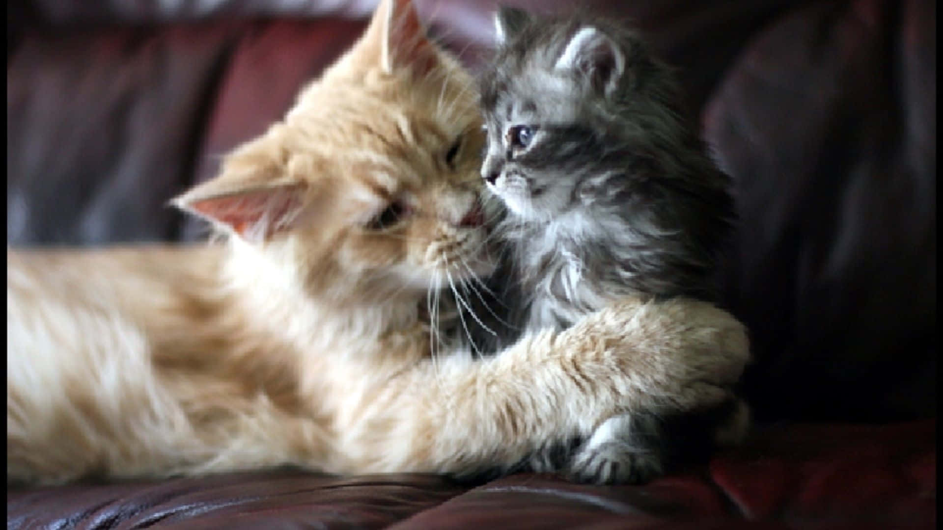 Beautiful Cats 桌布 壁紙 — 一隻毛茸茸的橙色貓咪輕輕地用鼻子蹭著一隻在深色皮沙發上休息的小灰色貓咪。