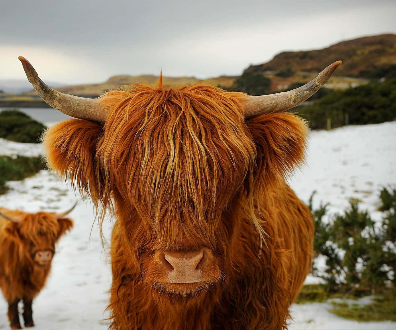 Highland Cow 桌布 壁紙 — 一隻毛茸茸的橙色高地牛，有彎曲的角，在雪地中直視鏡頭，背景有另一隻牛。