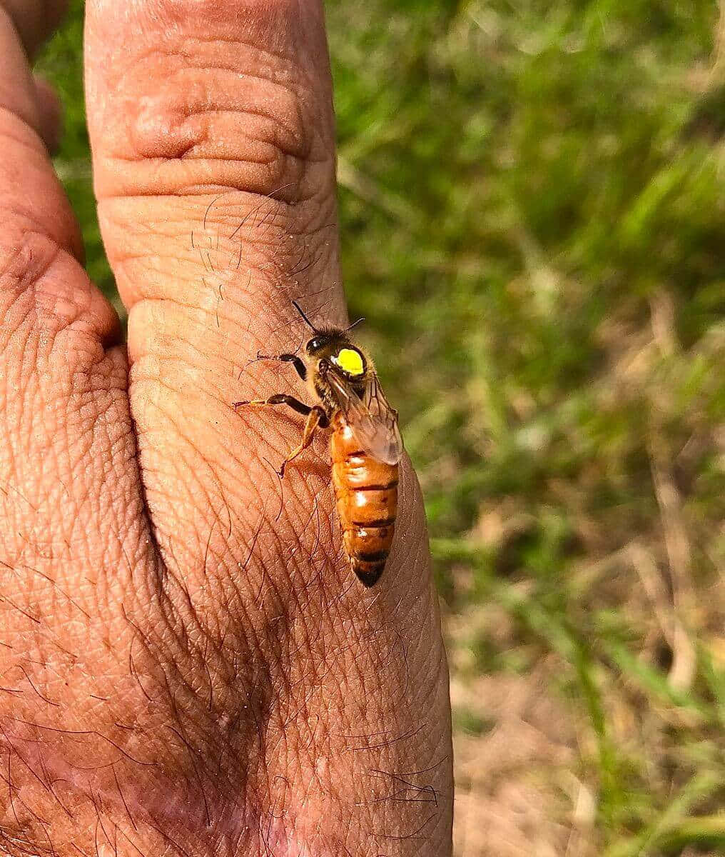 Queen Bee 桌布 壁紙 — 一隻毛茸茸的橙黑色蜜蜂停在一隻飽經風霜的人手上，背景是模糊的綠色草地。