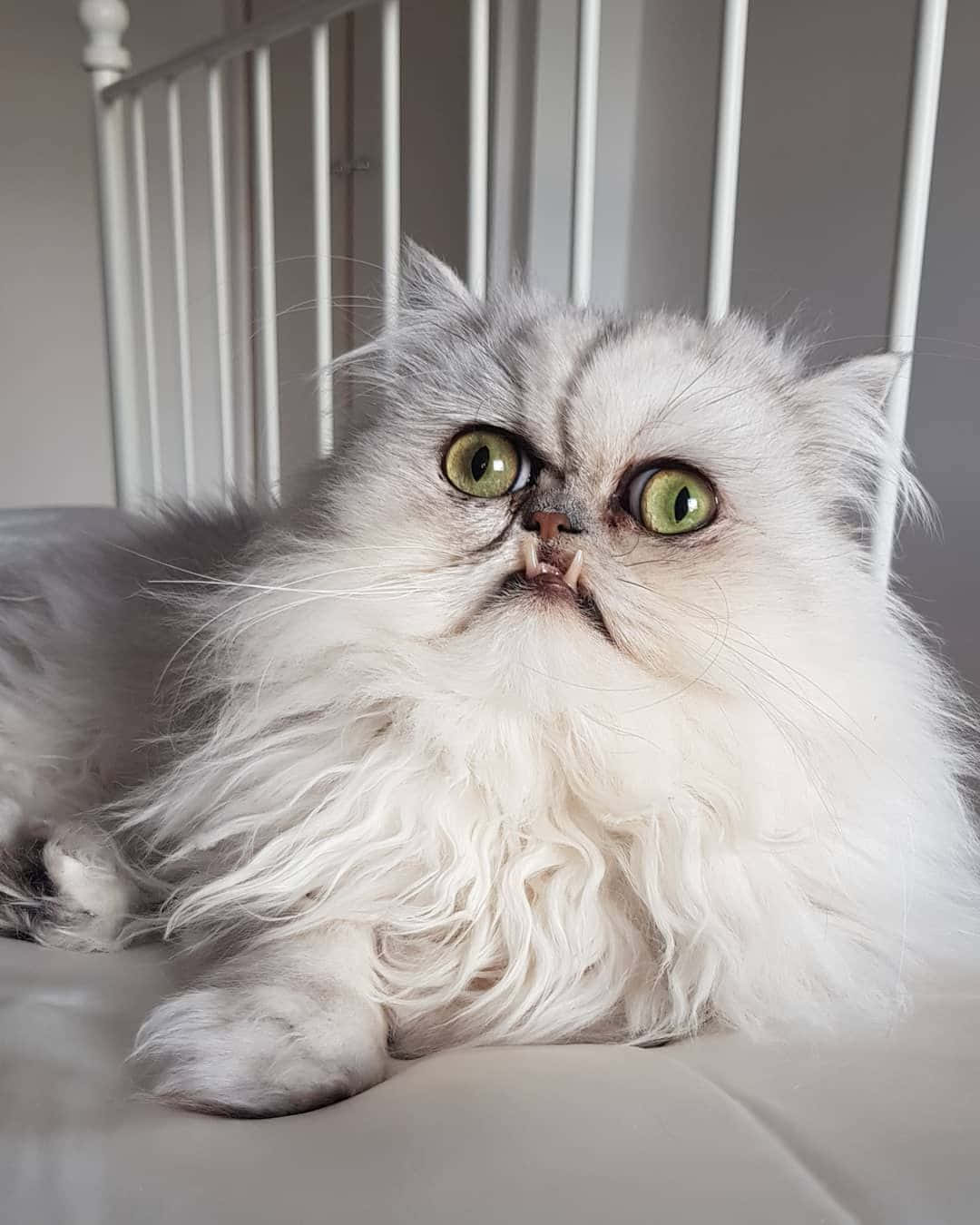 Ugly Cat 桌布 壁紙 — 一隻毛茸茸的波斯貓，擁有引人注目的綠色眼睛和獨特的表情，躺在白色欄杆附近的床上。