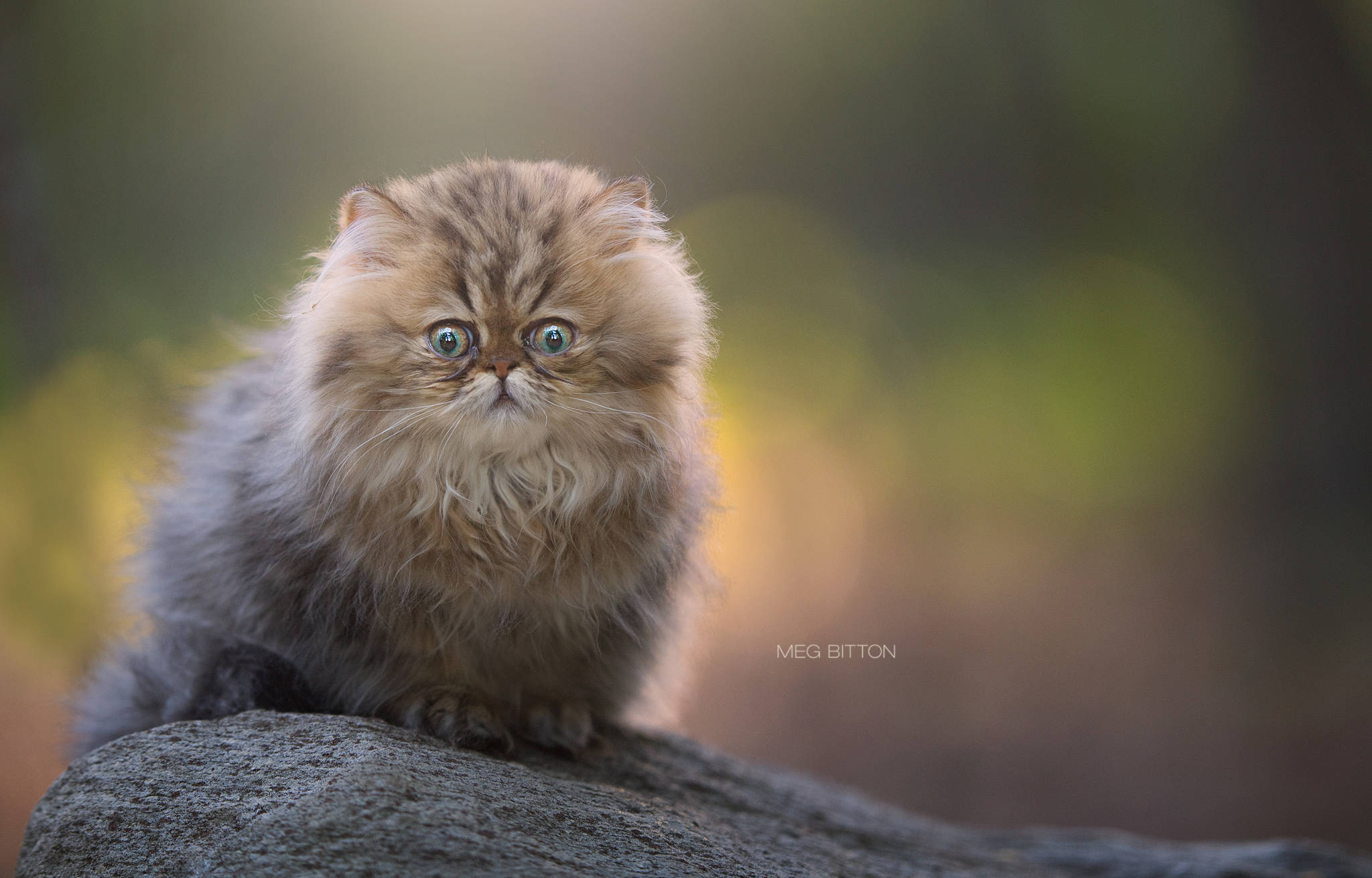 Cute Cat 桌布 壁紙 — 一隻毛茸茸的波斯貓，擁有引人注目的藍色眼睛，威風凜凜地棲息在長滿苔蘚的石頭上，沐浴在柔和的金色陽光中。