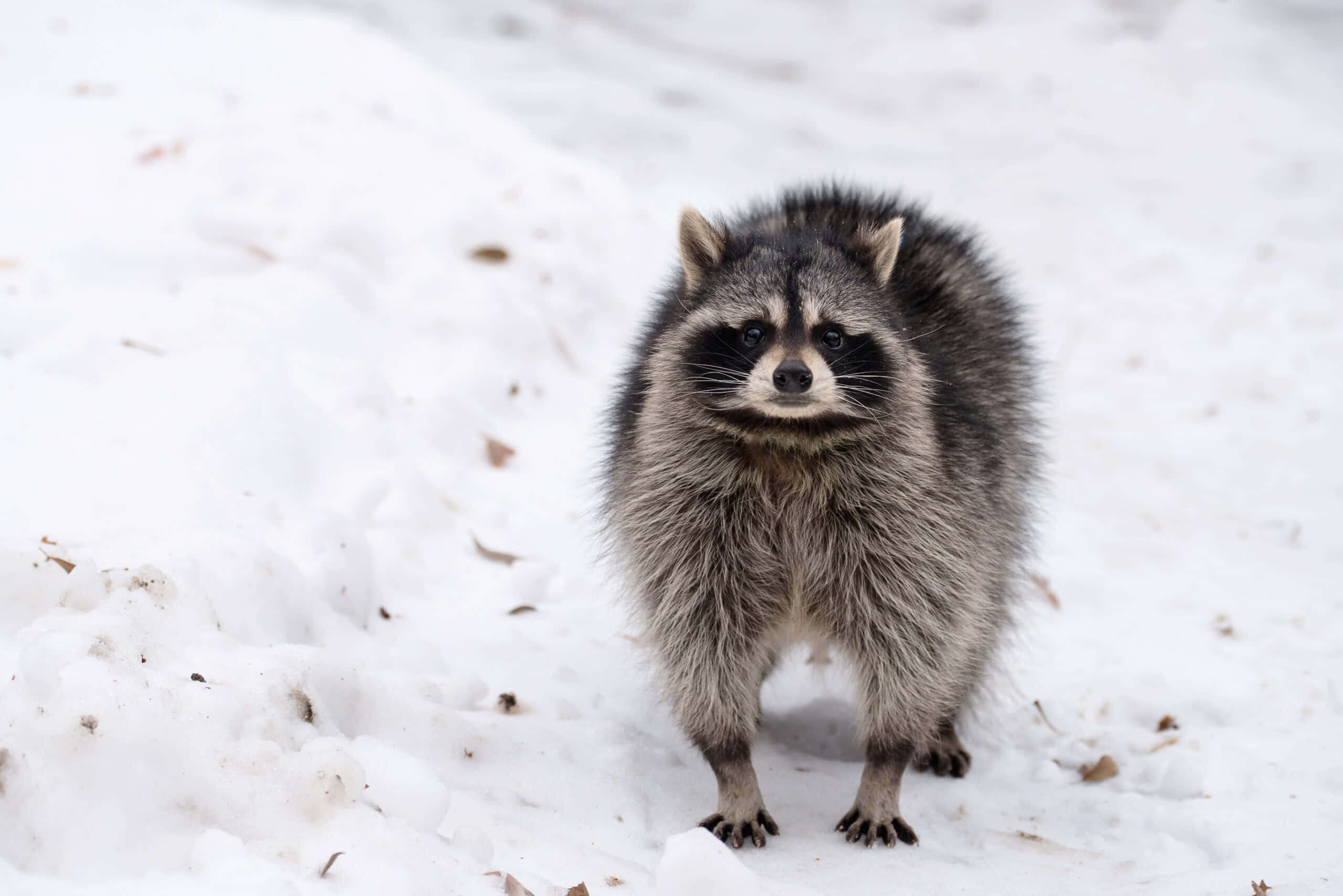 動物 桌布 壁紙 — 一隻毛茸茸的浣熊在雪景中警覺地站立，周圍散落著樹葉，在柔和日光下。