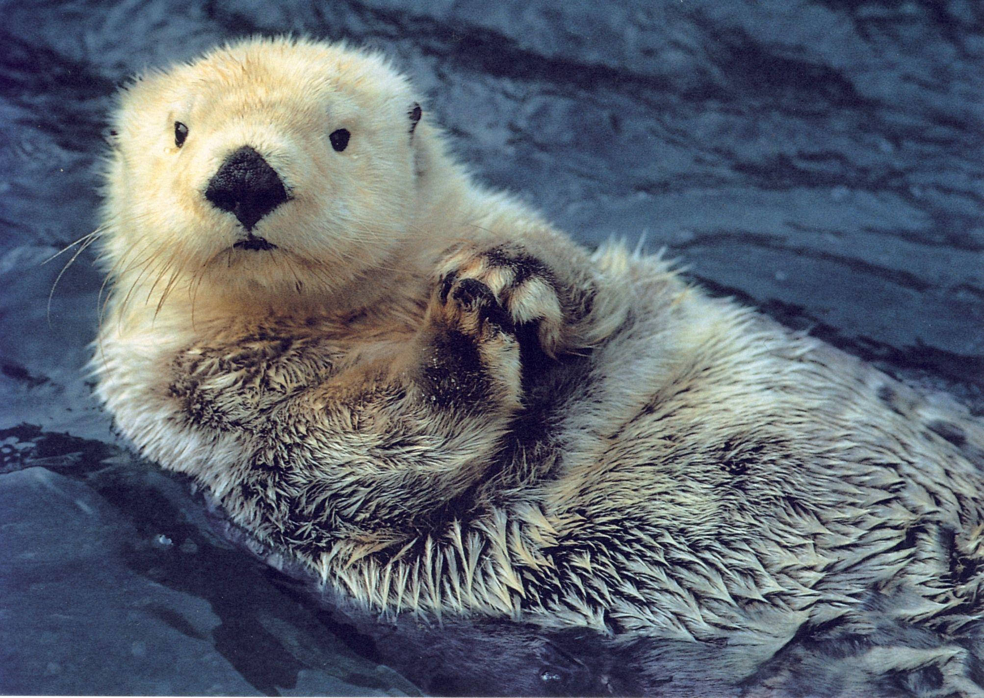 Otter 桌布 壁紙 — 一隻毛茸茸的海獺在深藍色水中仰面漂浮，雙爪合攏，姿態安詳。